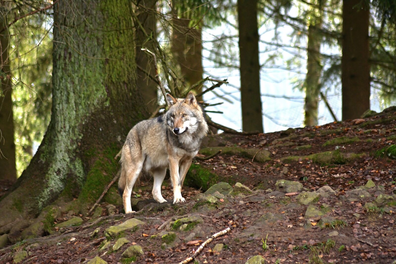 Nikon D5200 sample photo. Forest, wolf, predator photography