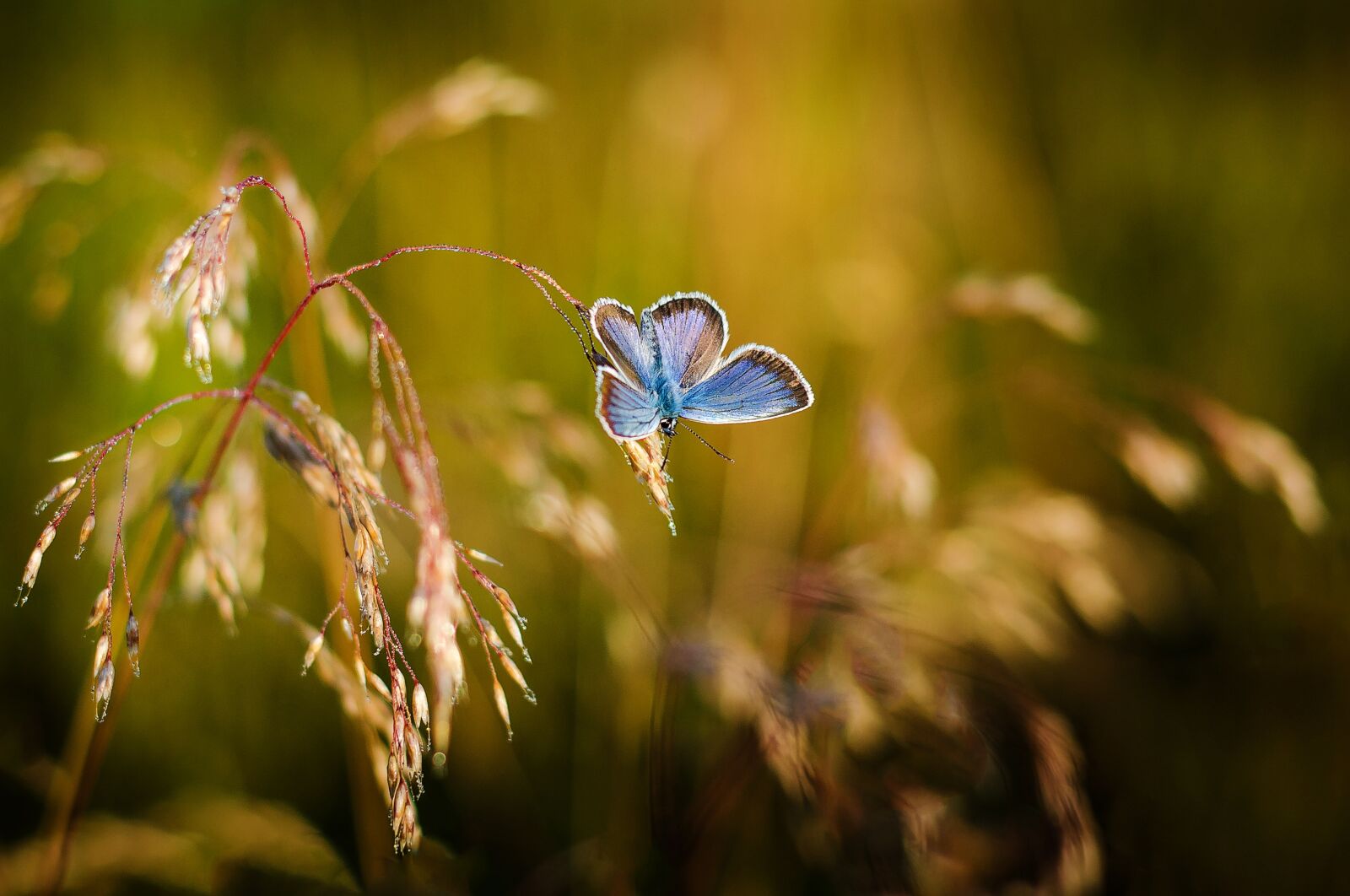 Nikon D5100 sample photo. Butterfly, insects, blue wings photography