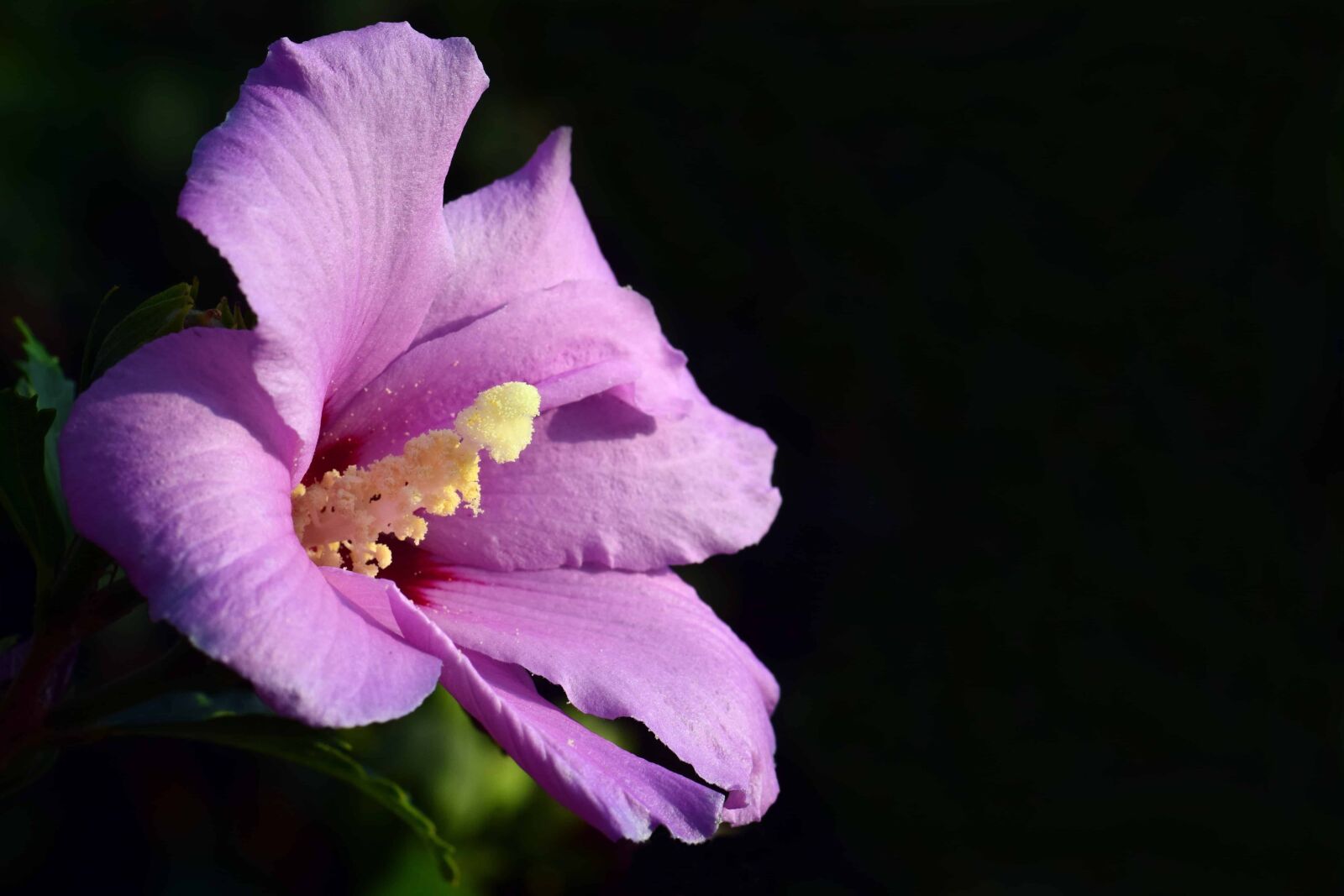Nikon D3300 sample photo. Nature, flower, pistil, macro photography