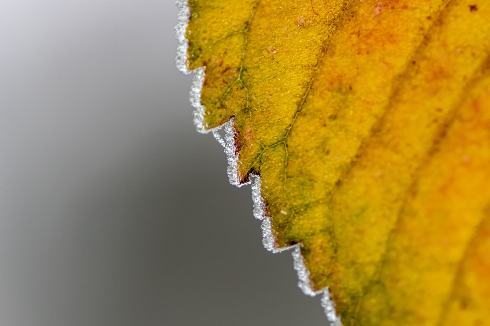 Pentax smc D-FA 100mm F2.8 Macro WR sample photo. Leaf, frost, autumn photography