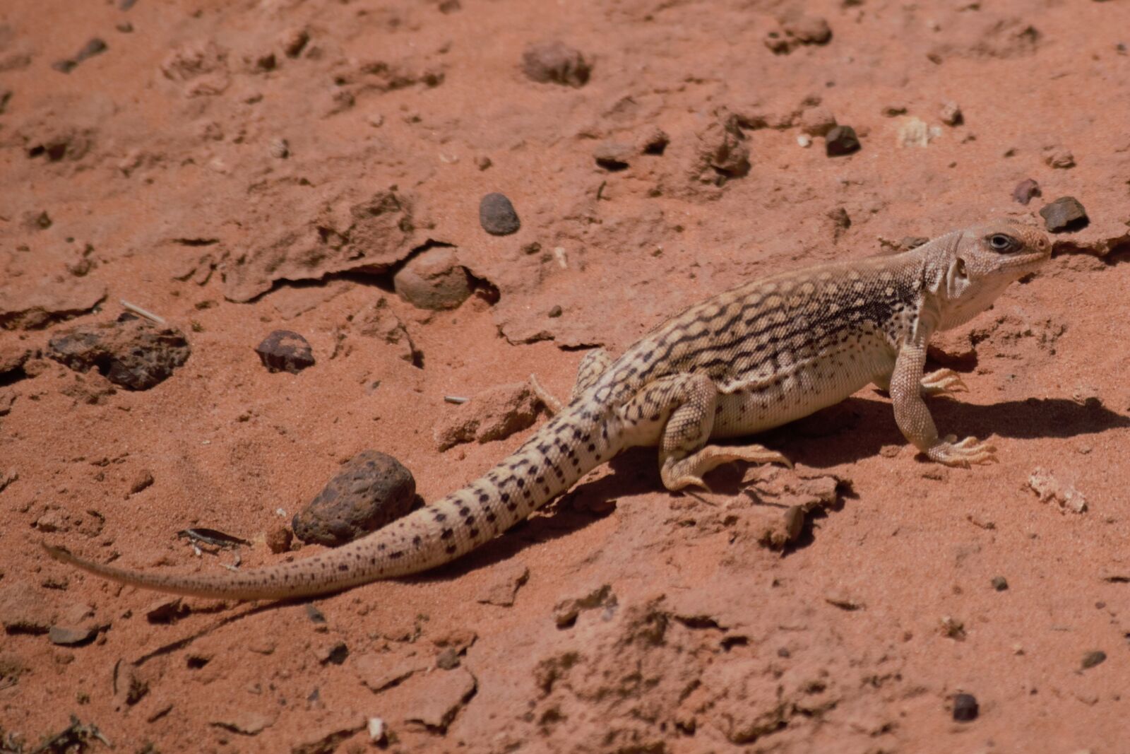 Nikon D3300 sample photo. Desert iguana, desert, iguana photography