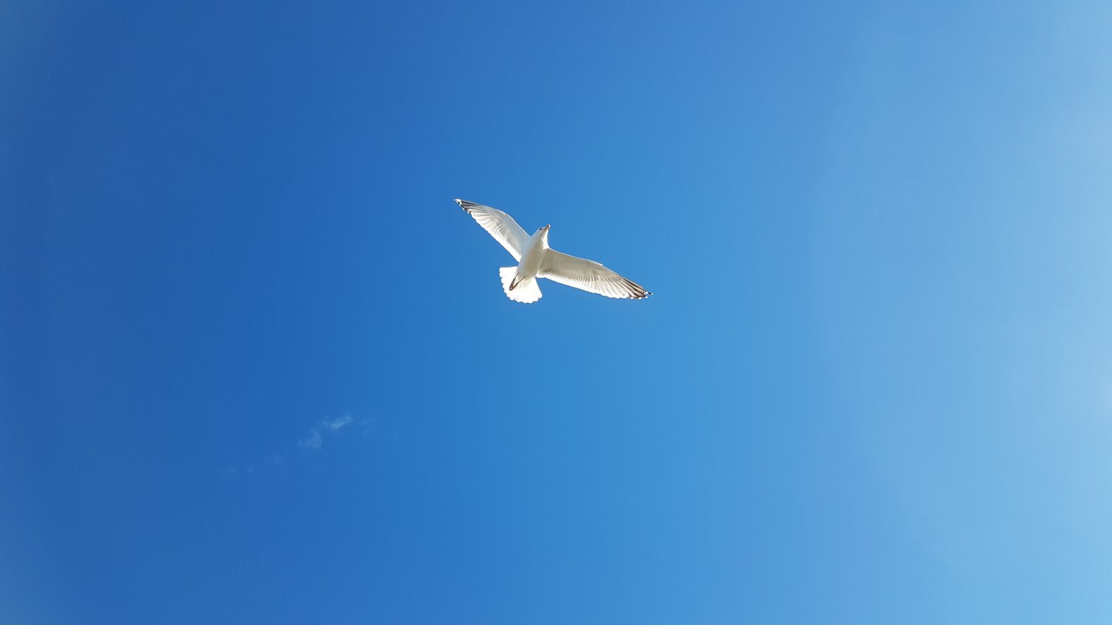 Samsung Galaxy S7 sample photo. Seagull, birds, sky photography