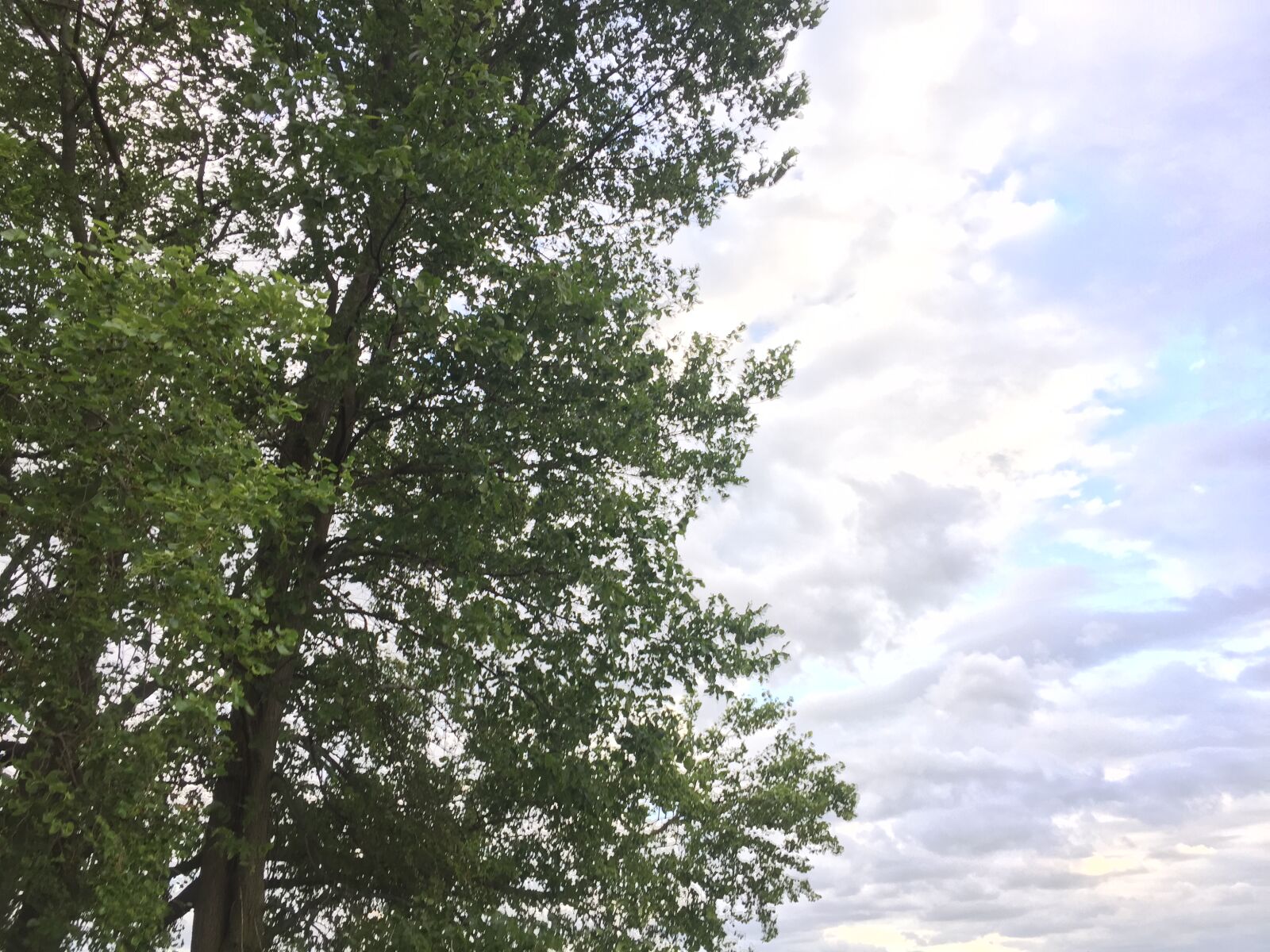 iPhone 6 back camera 4.15mm f/2.2 sample photo. Tree, blue, sky photography