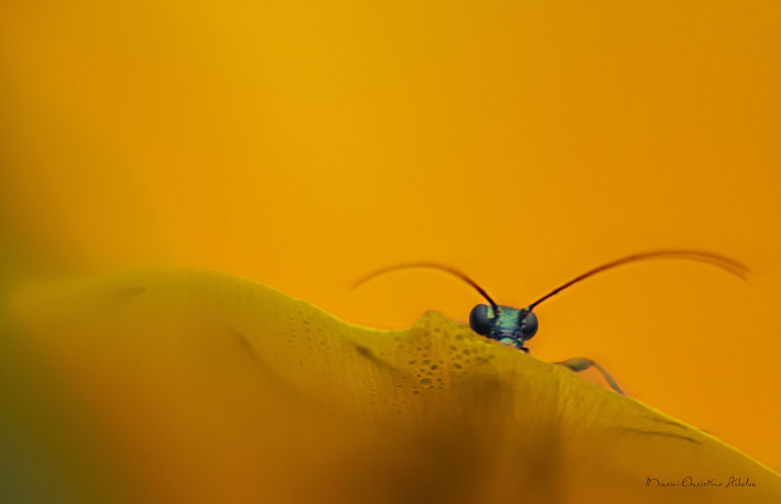 Nikon D5300 sample photo. Insect, green, flower photography