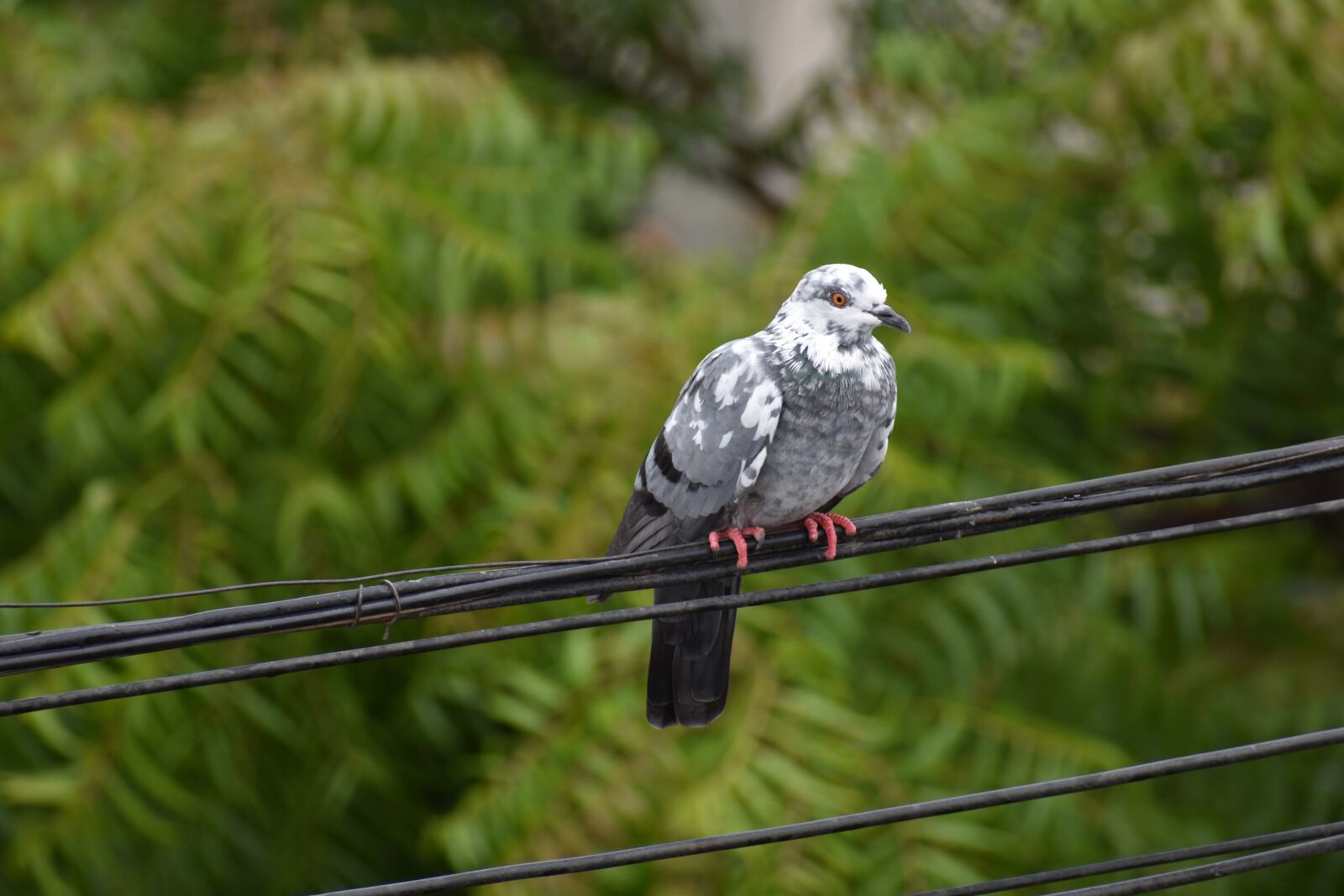 Nikon D5600 sample photo. Black and white, pigeon photography