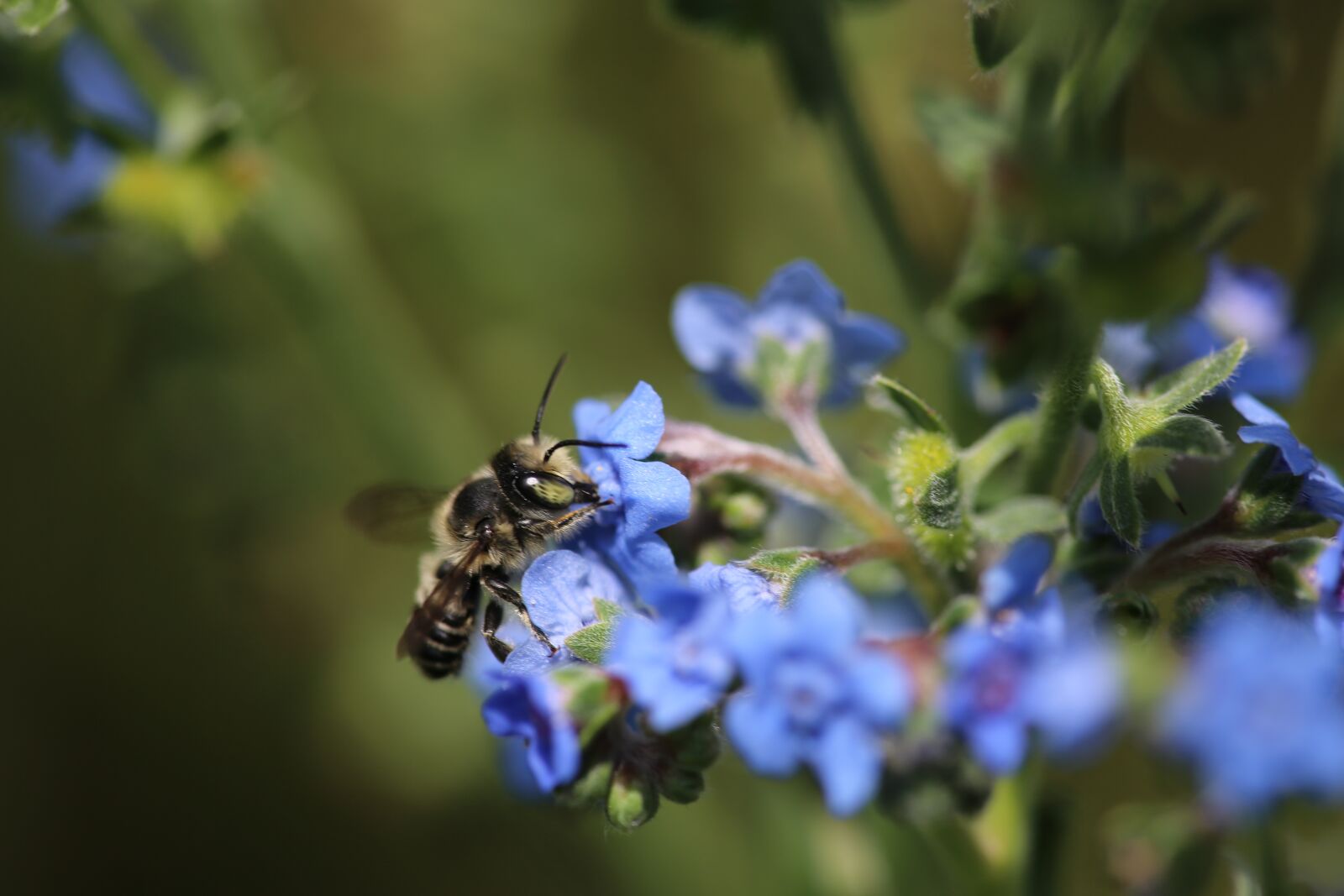 Canon EF 180mm F3.5L Macro USM sample photo. Nature, flower, insect photography