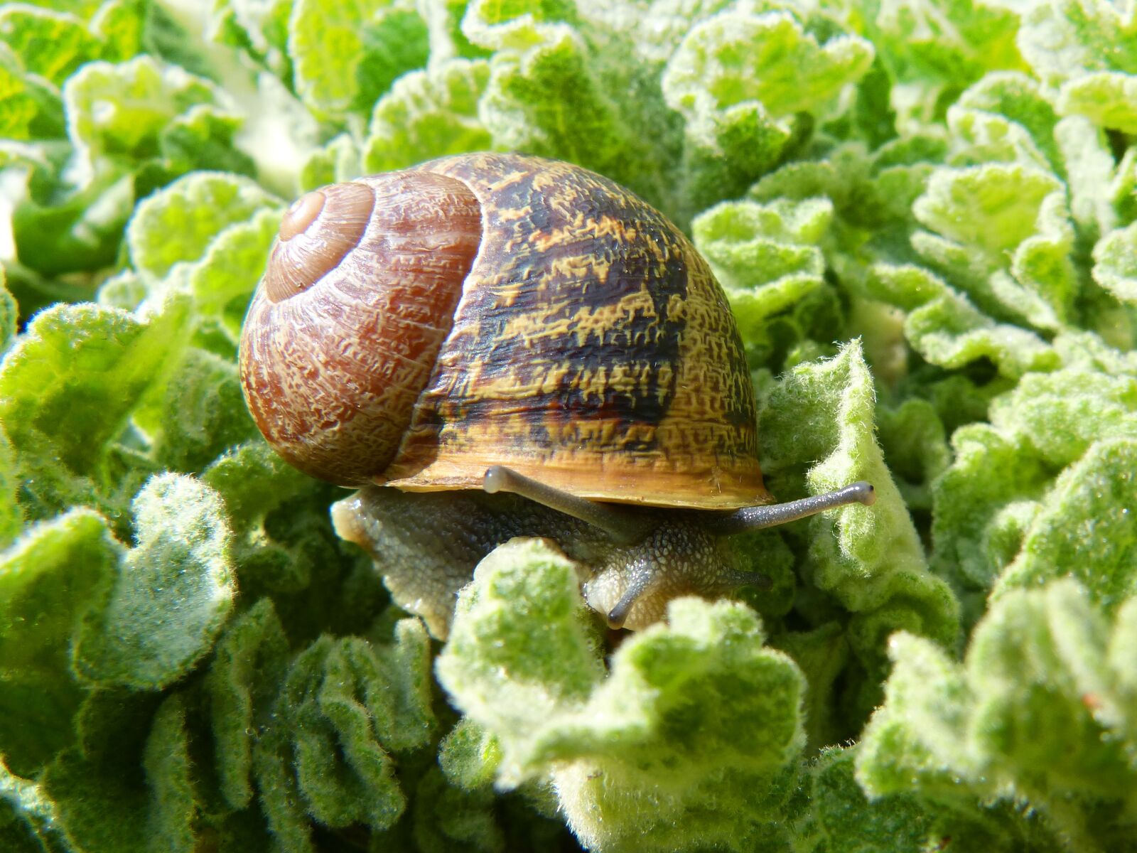 Panasonic DMC-FZ62 sample photo. Snail, gastropod, leaves photography