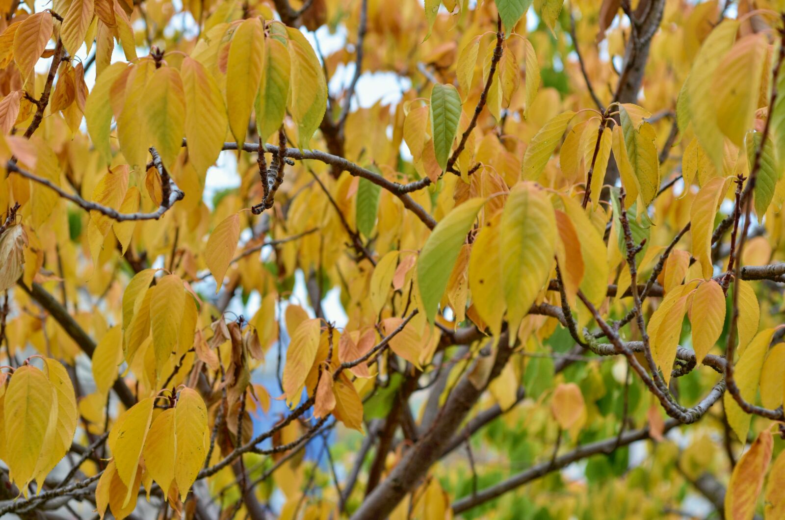 Nikon D7000 sample photo. Autumn, foliage, yellow photography