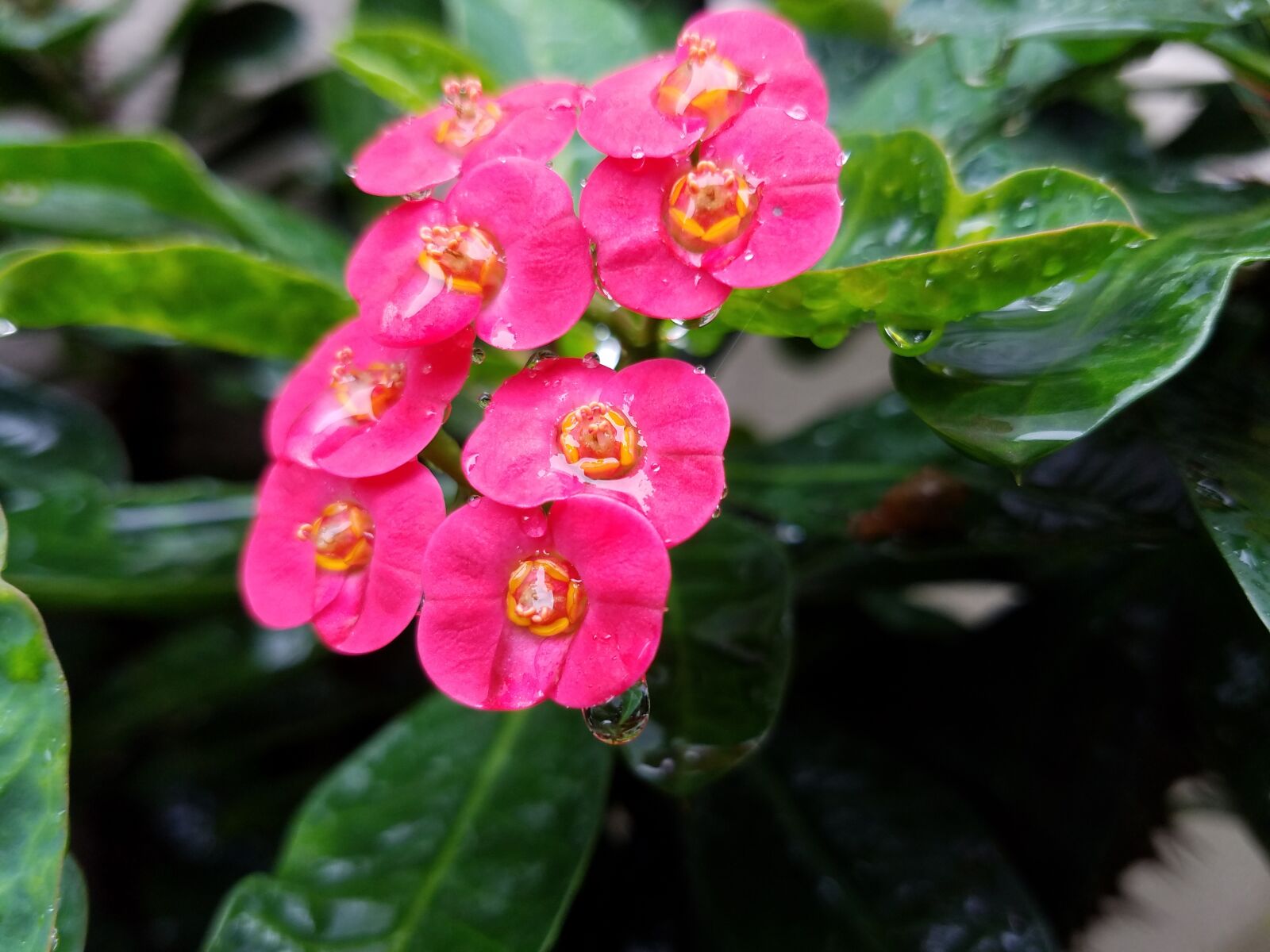 Samsung Galaxy S7 sample photo. Nature, flower, leaf photography