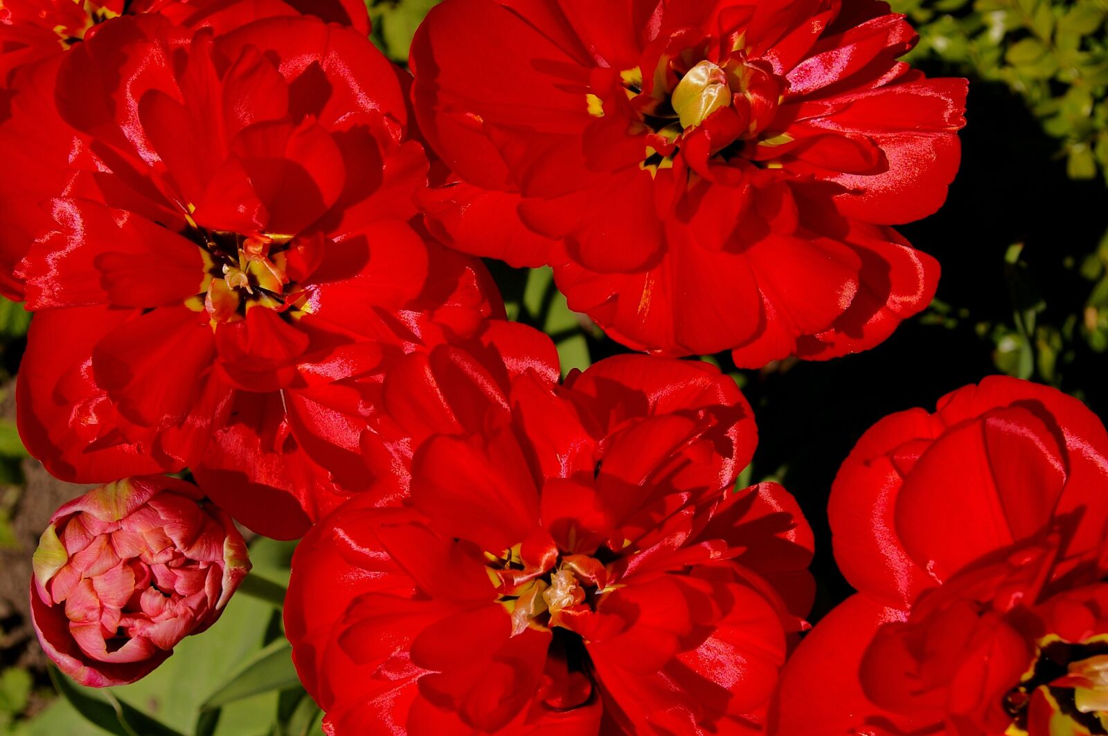 Pentax *ist DL2 sample photo. Tulips, red tulips, red photography