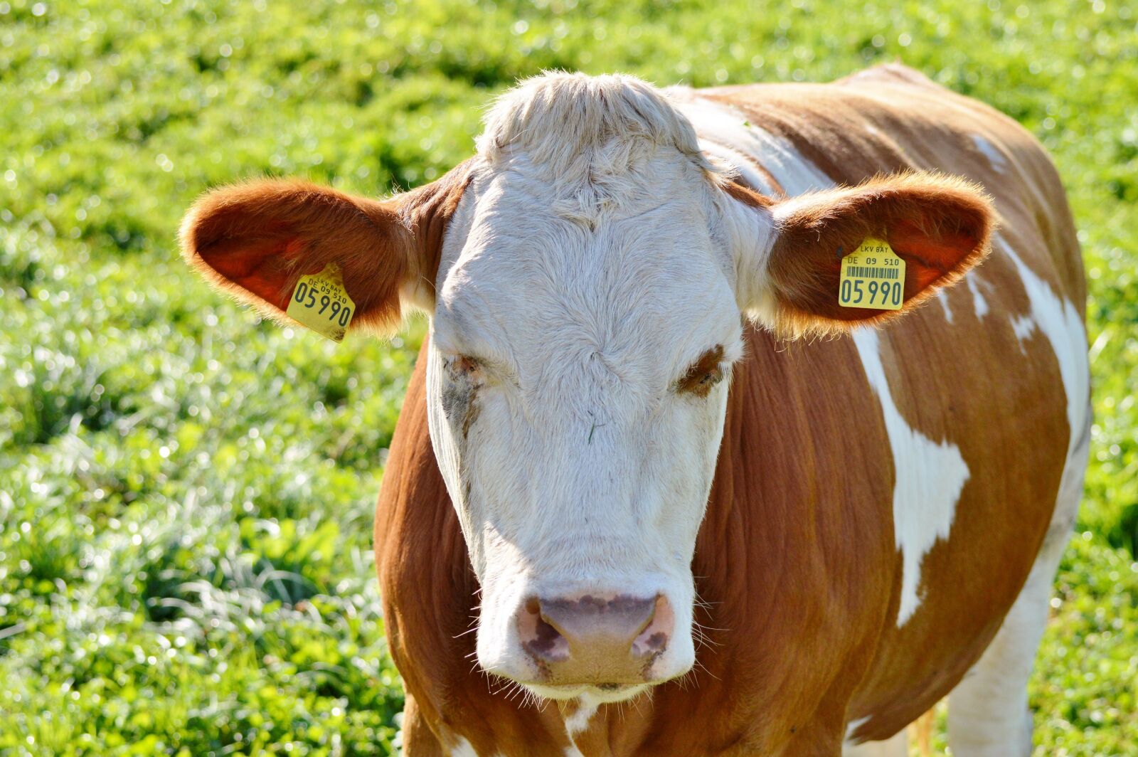 Nikon D3200 sample photo. Cow, beef, ruminant photography