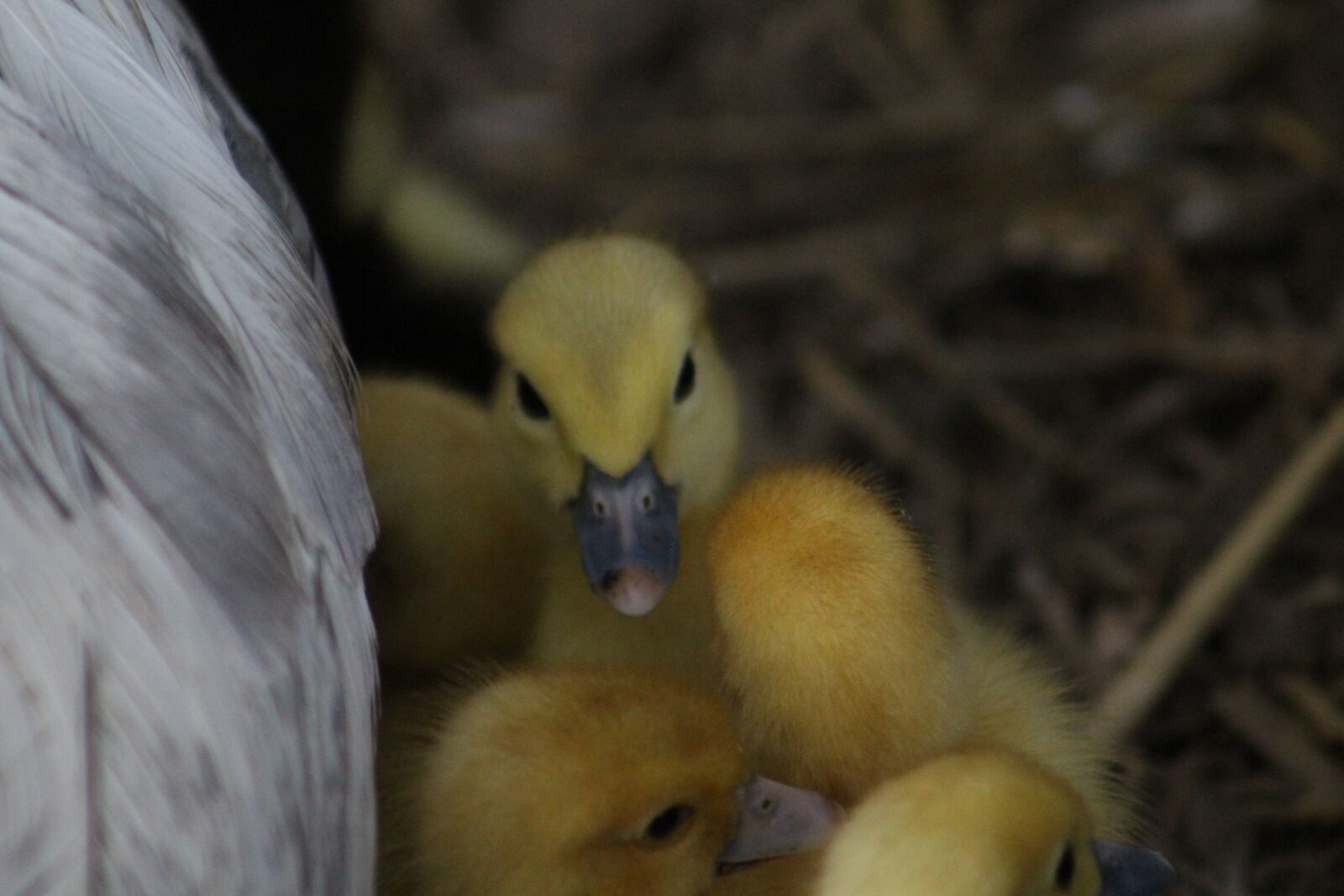 Canon EOS 1200D (EOS Rebel T5 / EOS Kiss X70 / EOS Hi) + Canon EF 75-300mm f/4-5.6 sample photo. Animal, duck, duckling, ducklings photography