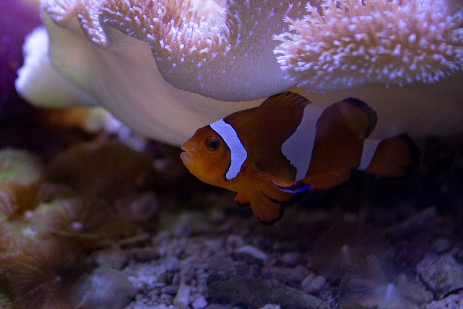 Canon EOS 600D (Rebel EOS T3i / EOS Kiss X5) sample photo. Clown fish, aquarium, underwater photography