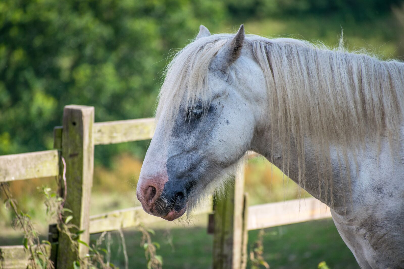 Nikon D3300 sample photo. Animal, beautiful, breed photography