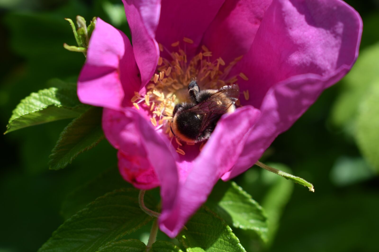 Nikon D3400 sample photo. Garden, summer, bee photography