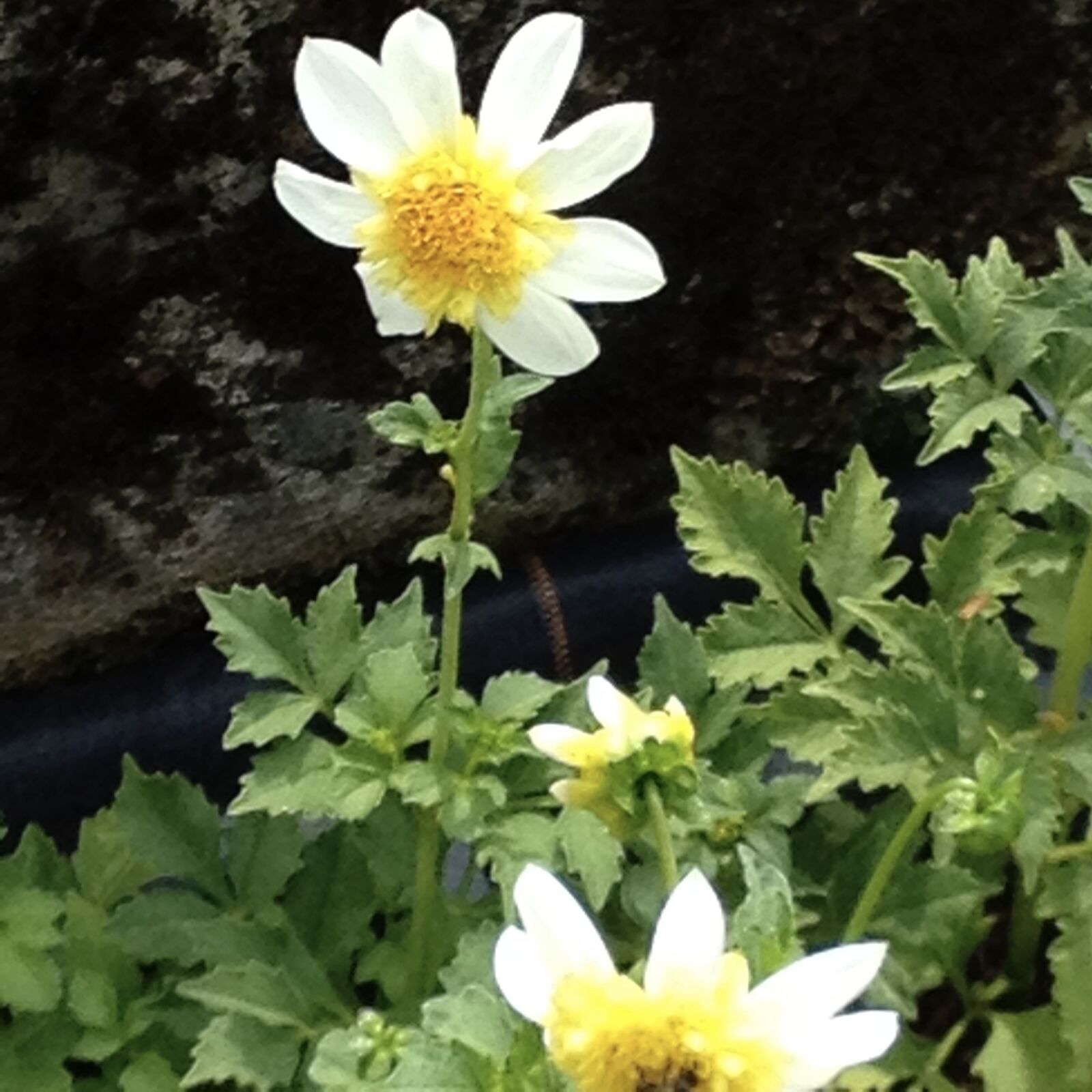 iPhone 4S back camera 4.28mm f/2.4 sample photo. Flowers, garden, botany photography