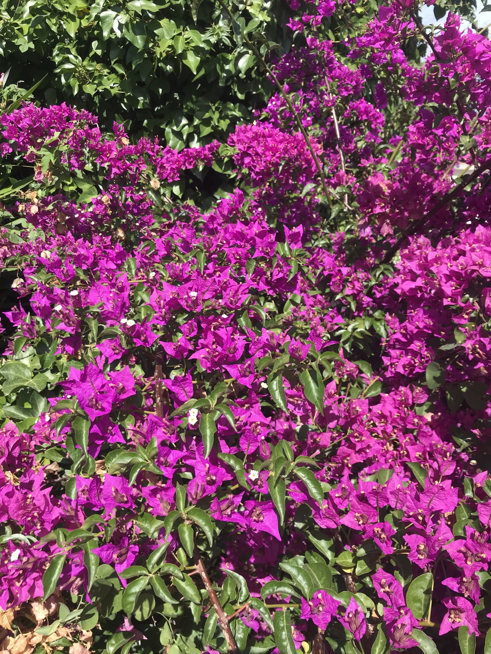 iPhone 7 back camera 3.99mm f/1.8 sample photo. Green, nature, summer photography