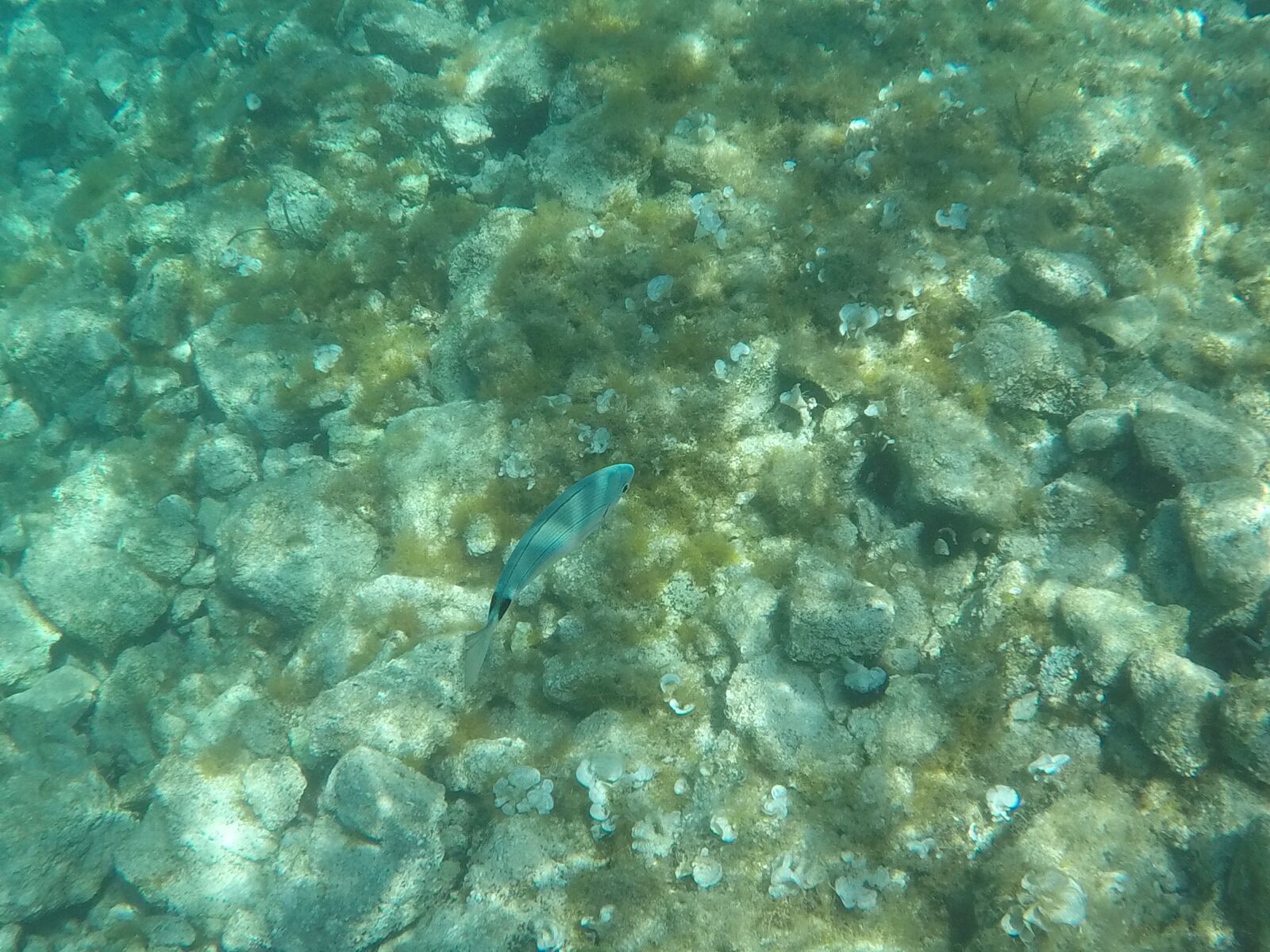 GoPro Hero5 Black sample photo. Sea, stones, shells photography