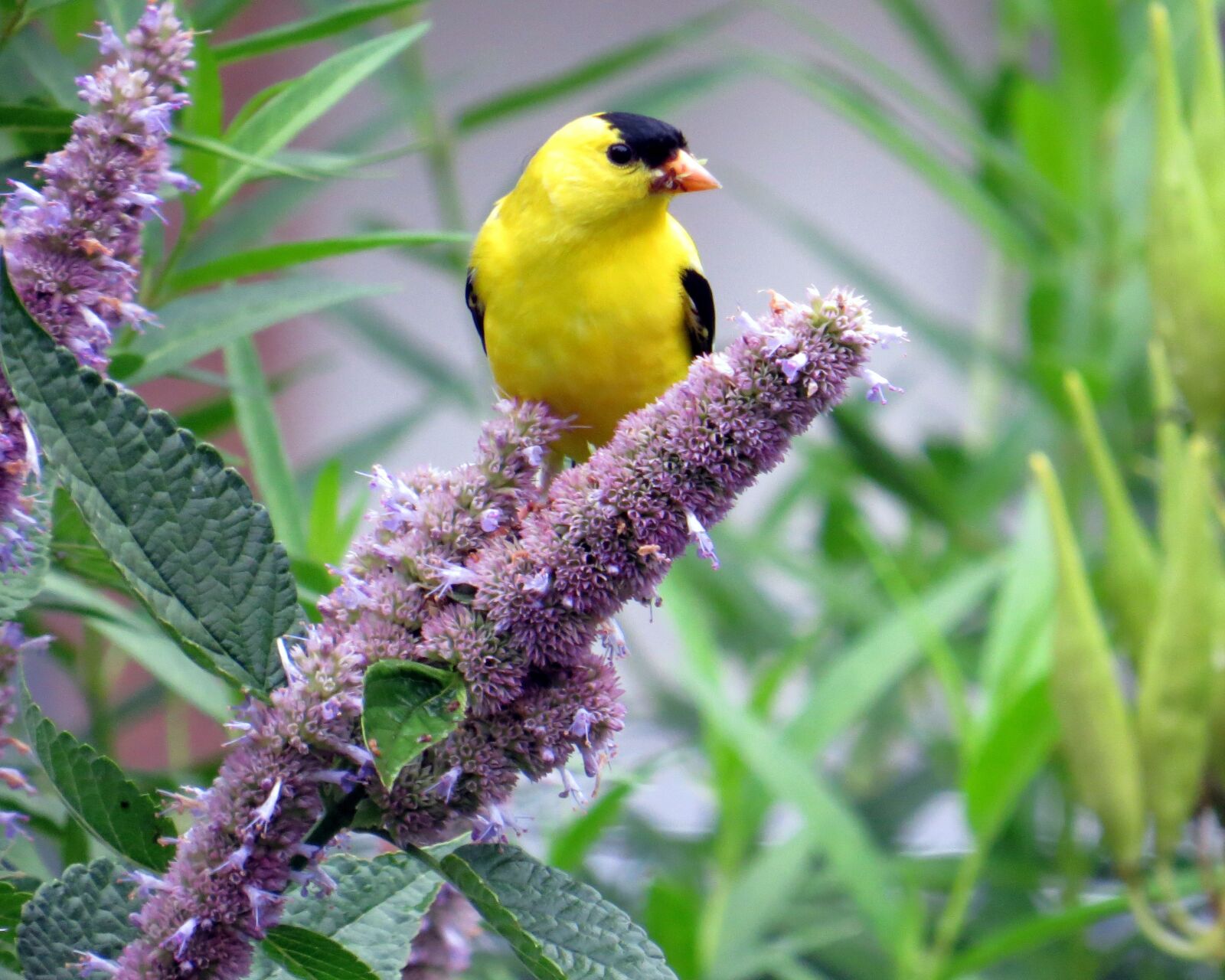 Canon PowerShot SX50 HS sample photo. Bird, nature, wildlife photography
