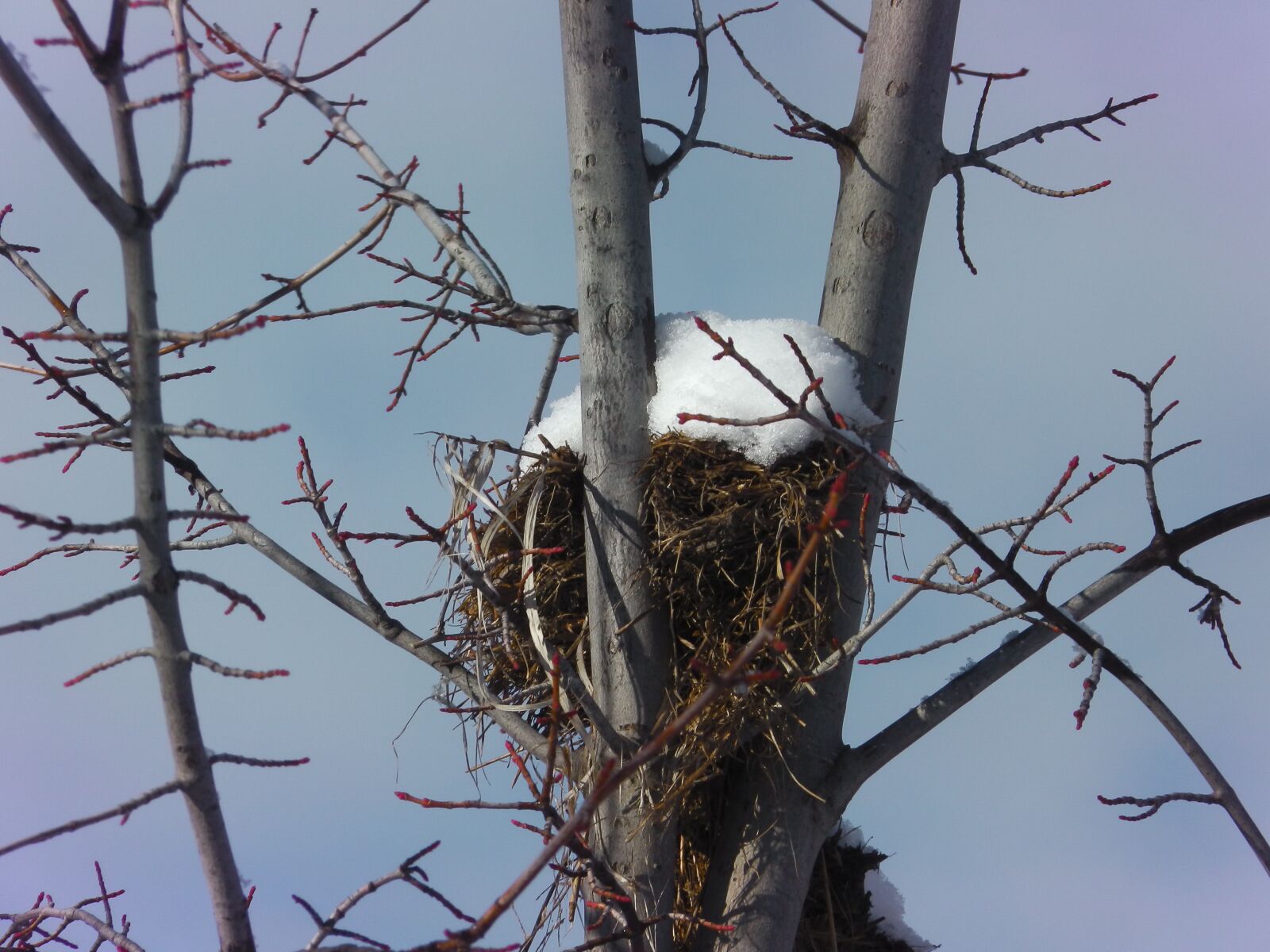 Panasonic HX-DC1 sample photo. Snow, bird, nest photography