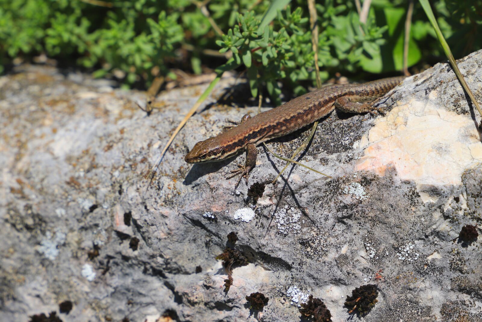 Canon EOS 6D Mark II sample photo. Lizard, reptile, animal photography