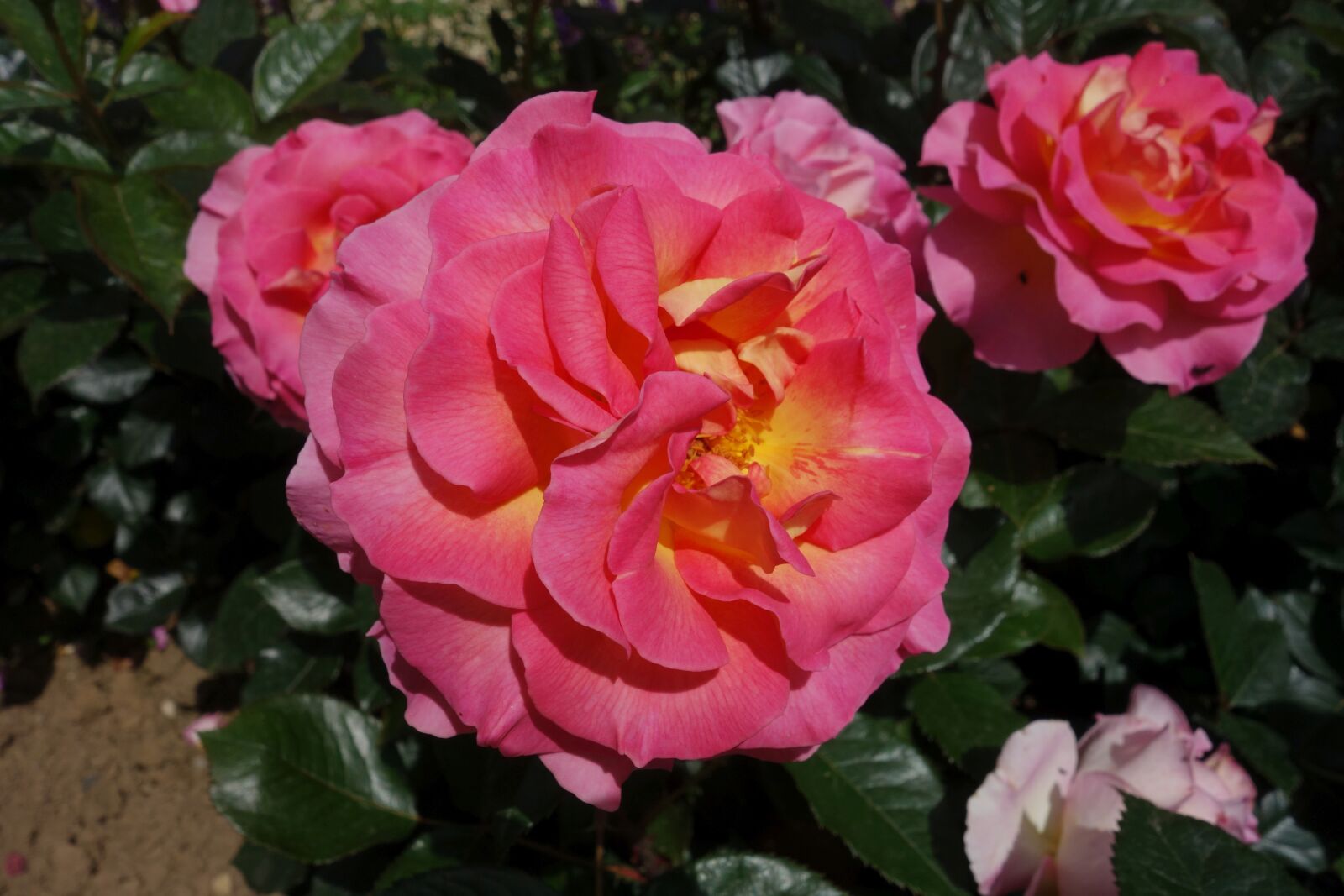 Sony Cyber-shot DSC-RX100 sample photo. Roses, garden, blossom photography