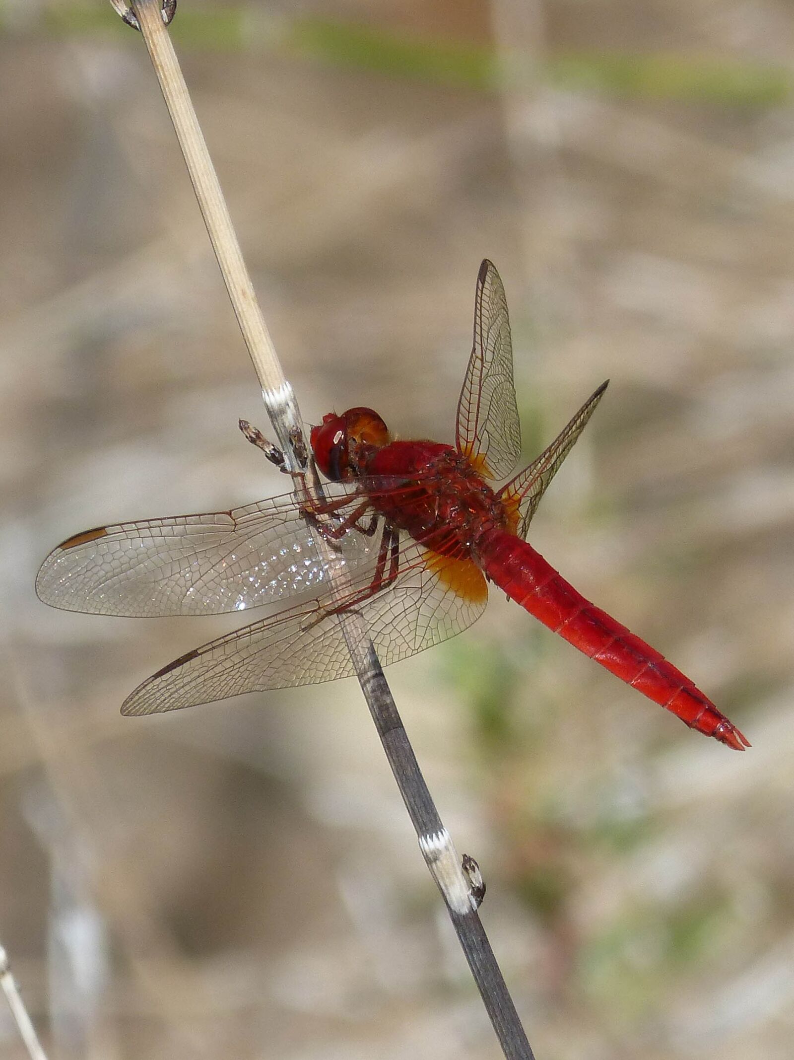 Panasonic DMC-FZ62 sample photo. Red dragonfly, wetland, stem photography
