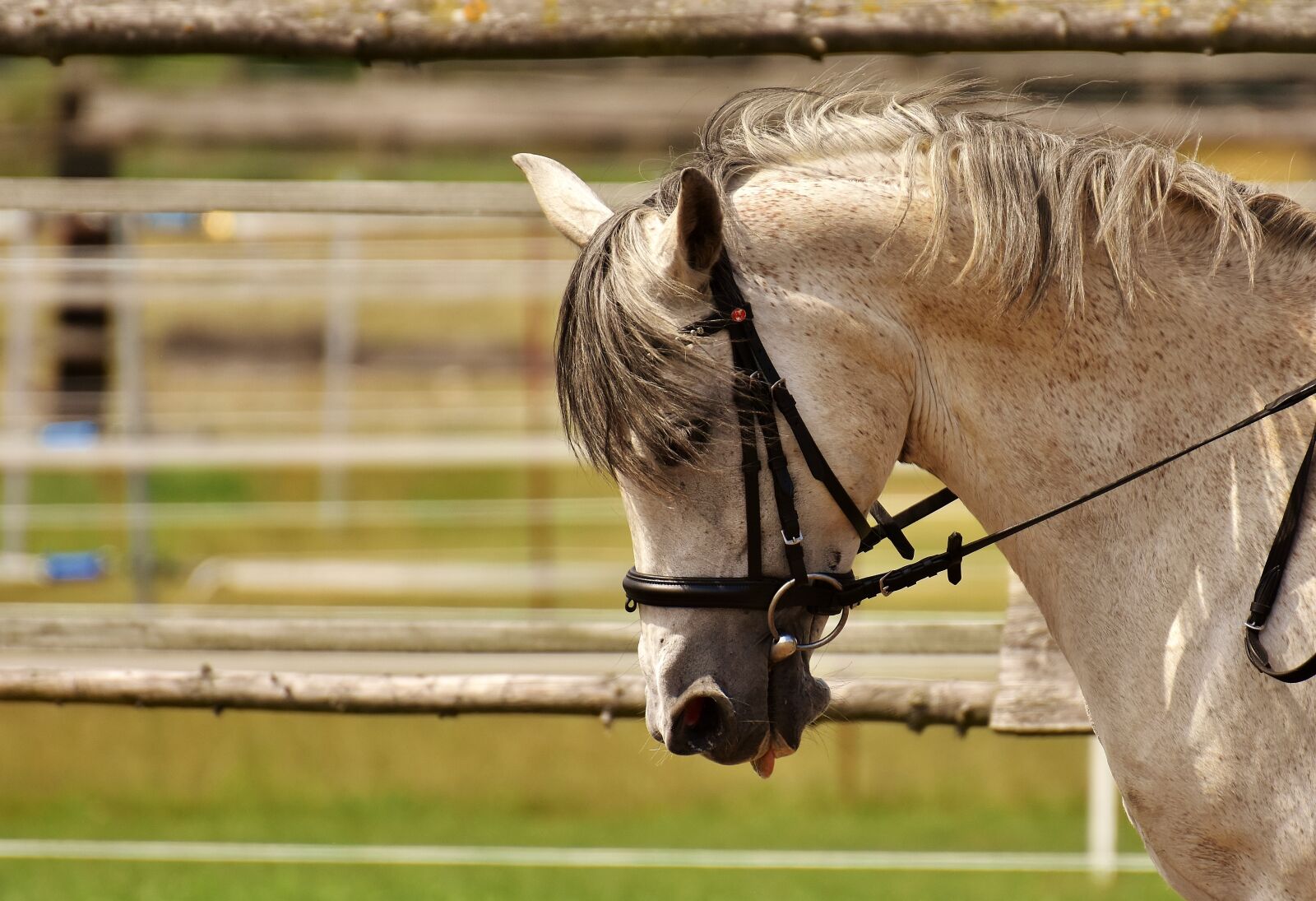 Nikon D7200 sample photo. Horse, mold, pasture photography