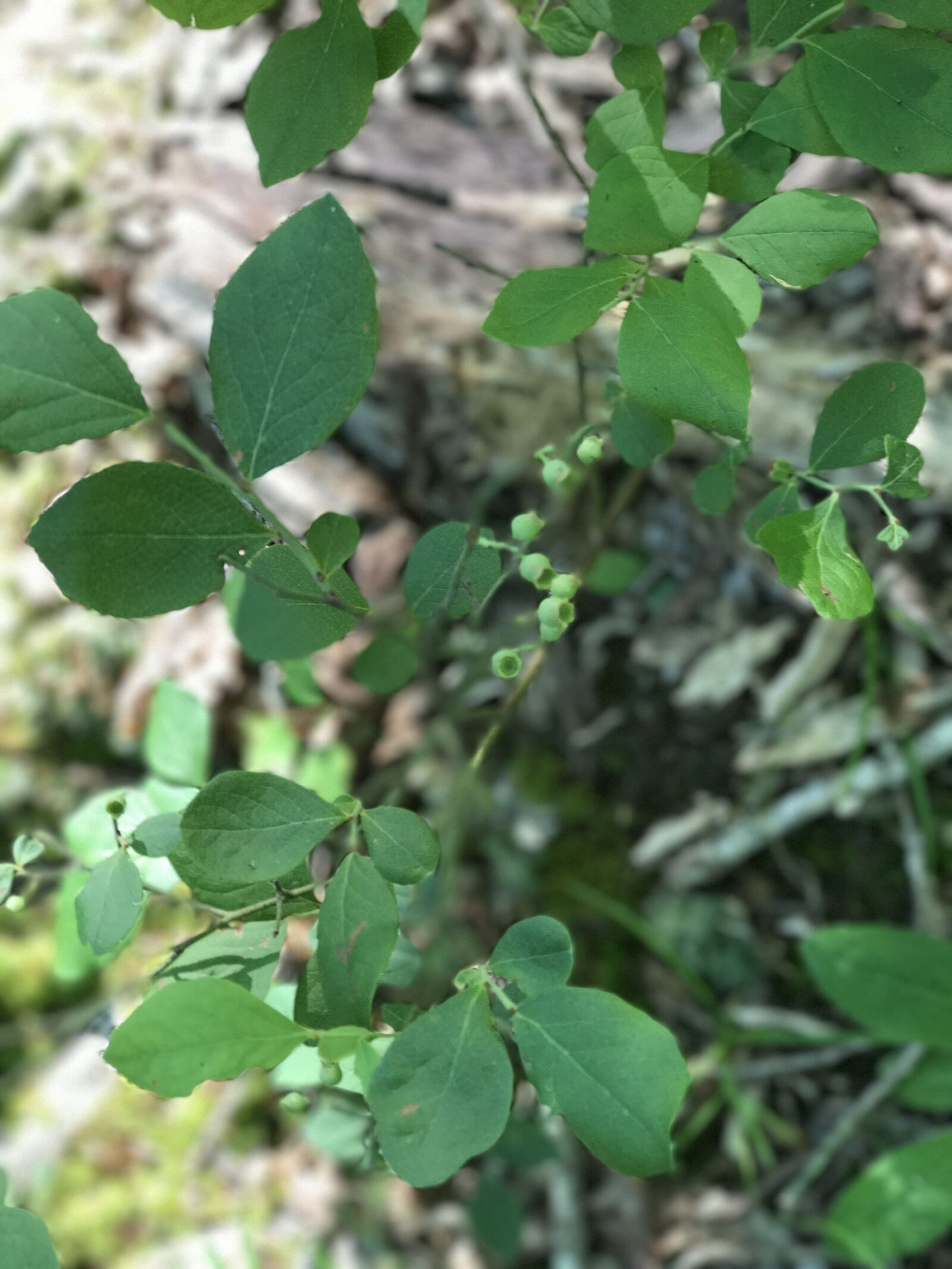 Apple iPhone 7 Plus sample photo