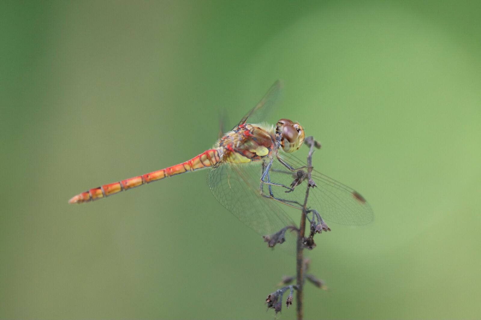 Canon EOS 90D sample photo. Dragonfly, insect, nature photography