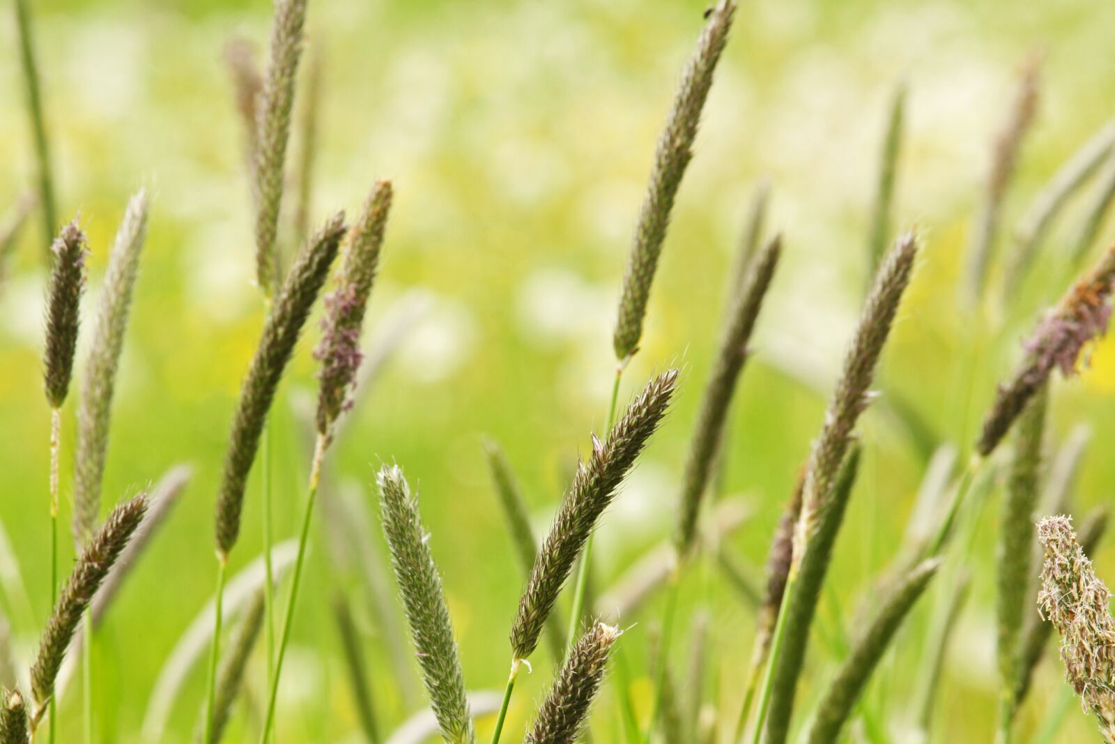 Canon EF-S 55-250mm F4-5.6 IS STM sample photo. Meadow, field meadow, nature photography