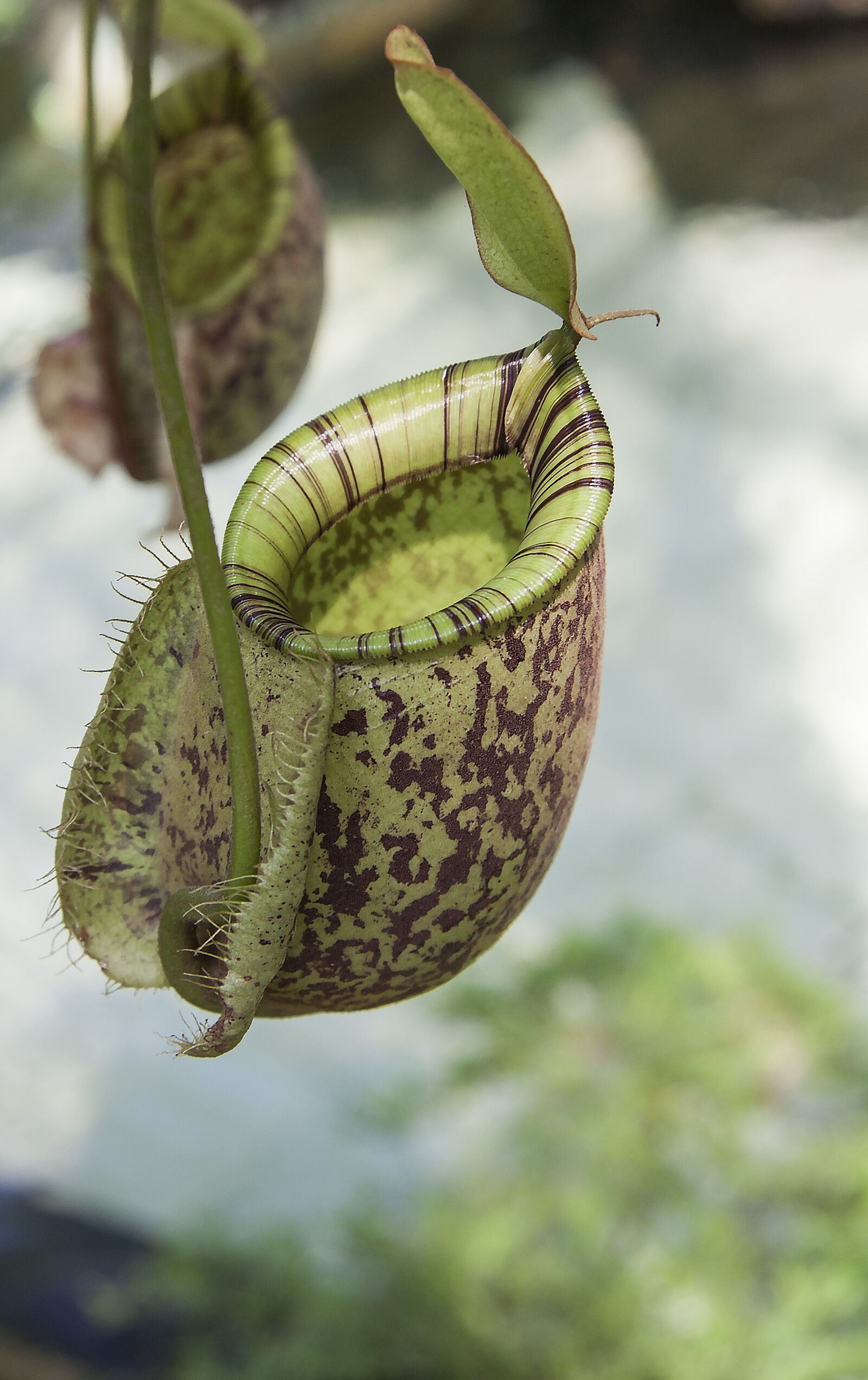 Canon EF-S 17-85mm F4-5.6 IS USM sample photo. Pitcher, plant, carnivorous photography