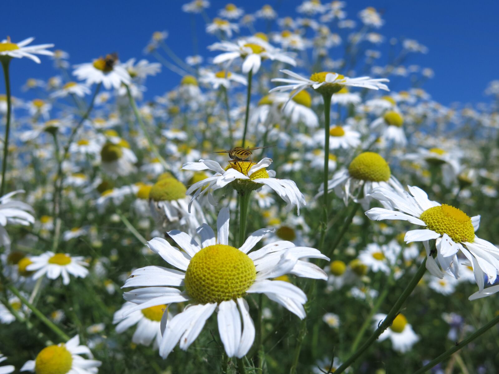 Canon PowerShot G15 sample photo. Scentless chamomile, triple urospermum photography