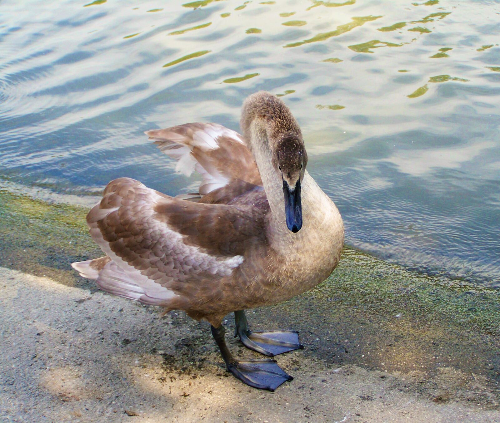 Kodak EASYSHARE ZD710 ZOOM DIGITAL CAMERA sample photo. Swan chicks, young bird photography