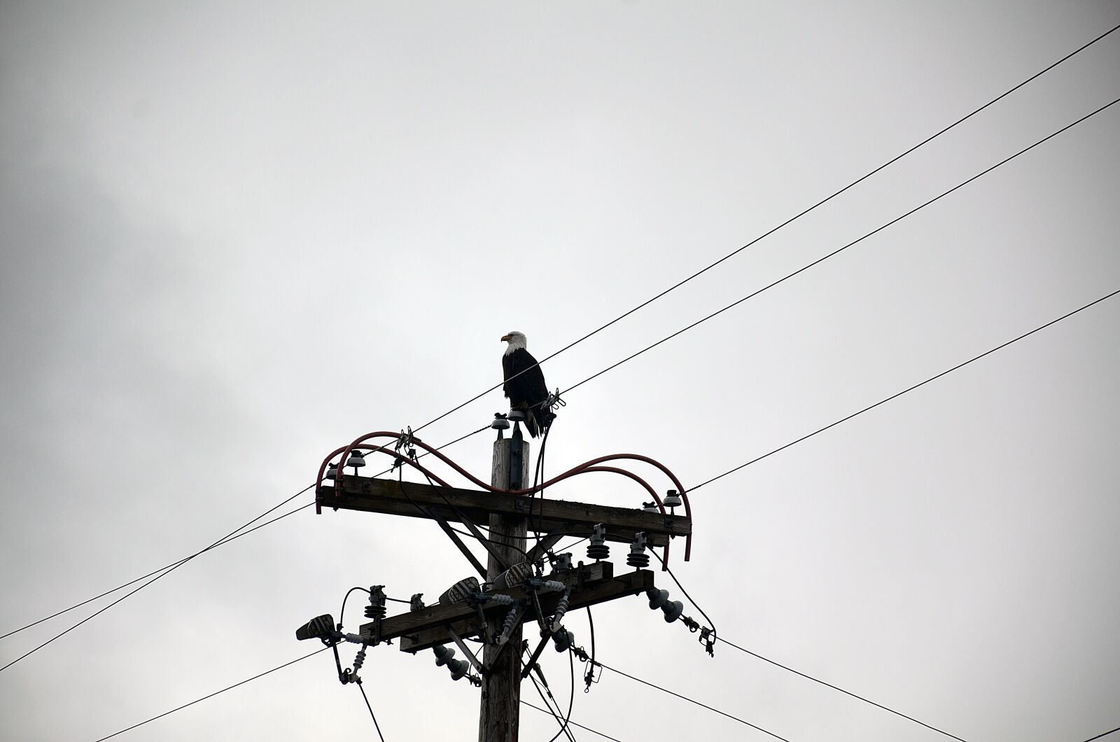 Nikon D7000 sample photo. Alaska, eagle, bird photography