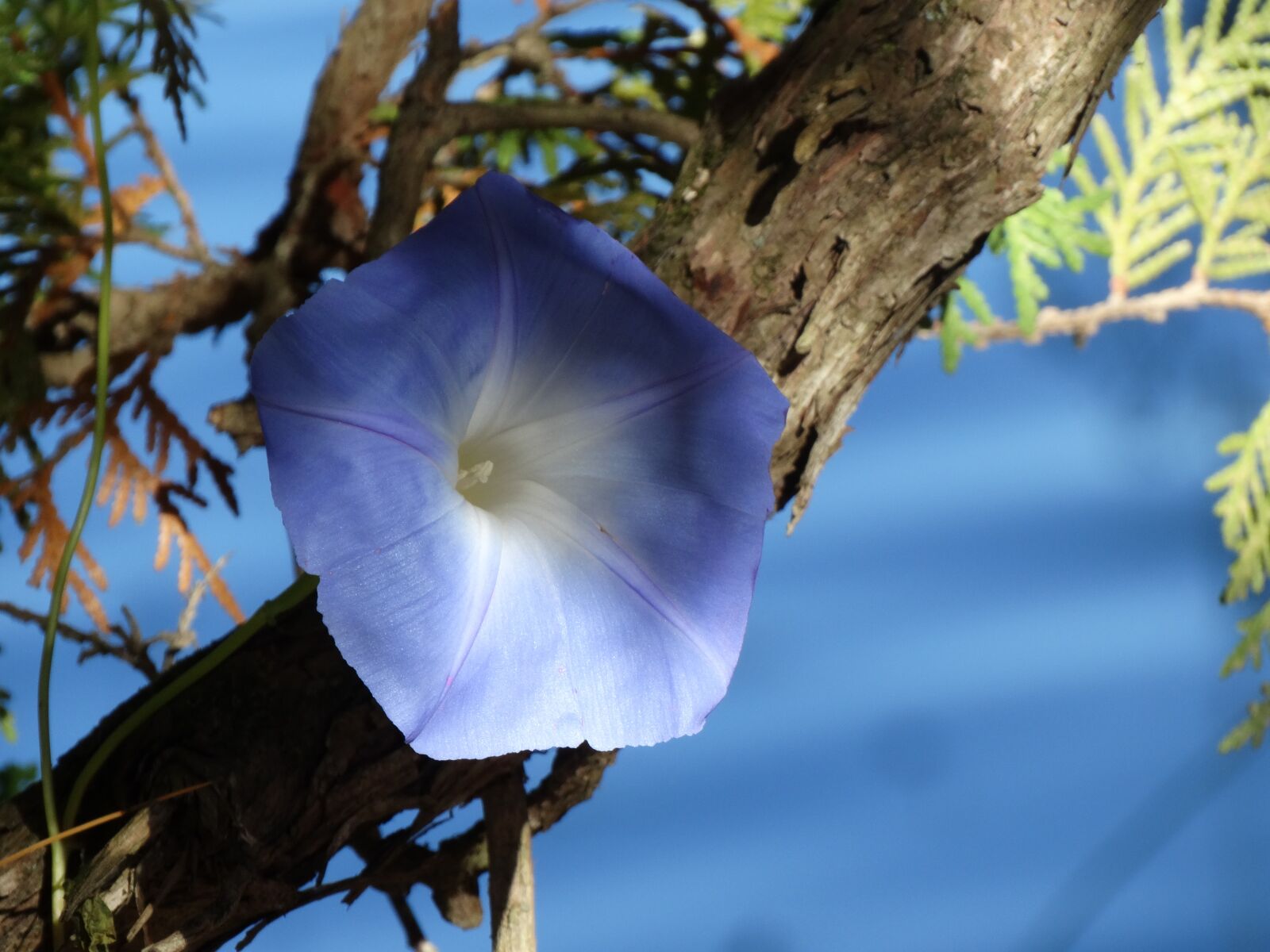 Sony Cyber-shot DSC-HX300 sample photo. Flower, blue, plant photography