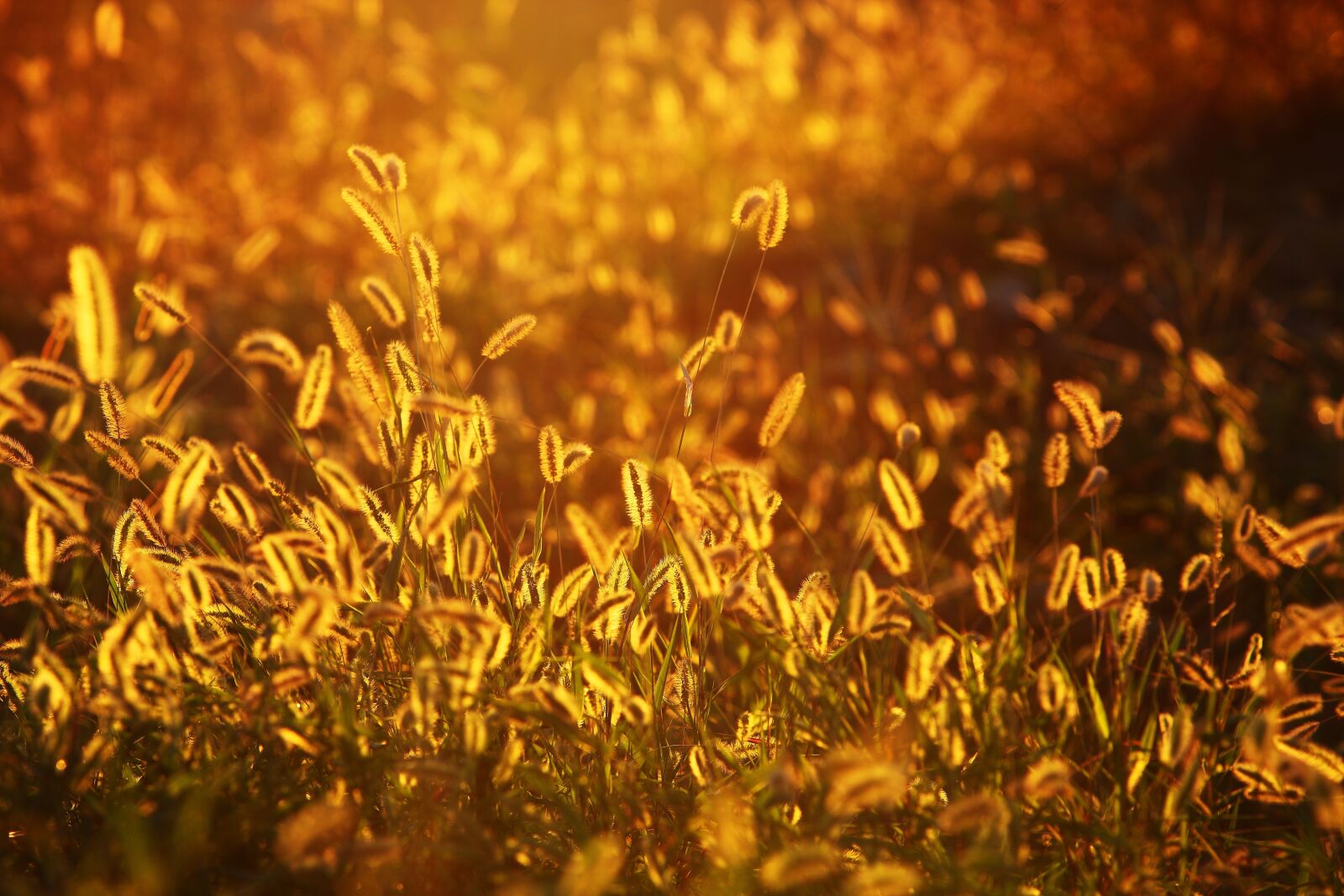 Canon EOS 5D Mark II sample photo. Foxtail, grasses, sunset photography