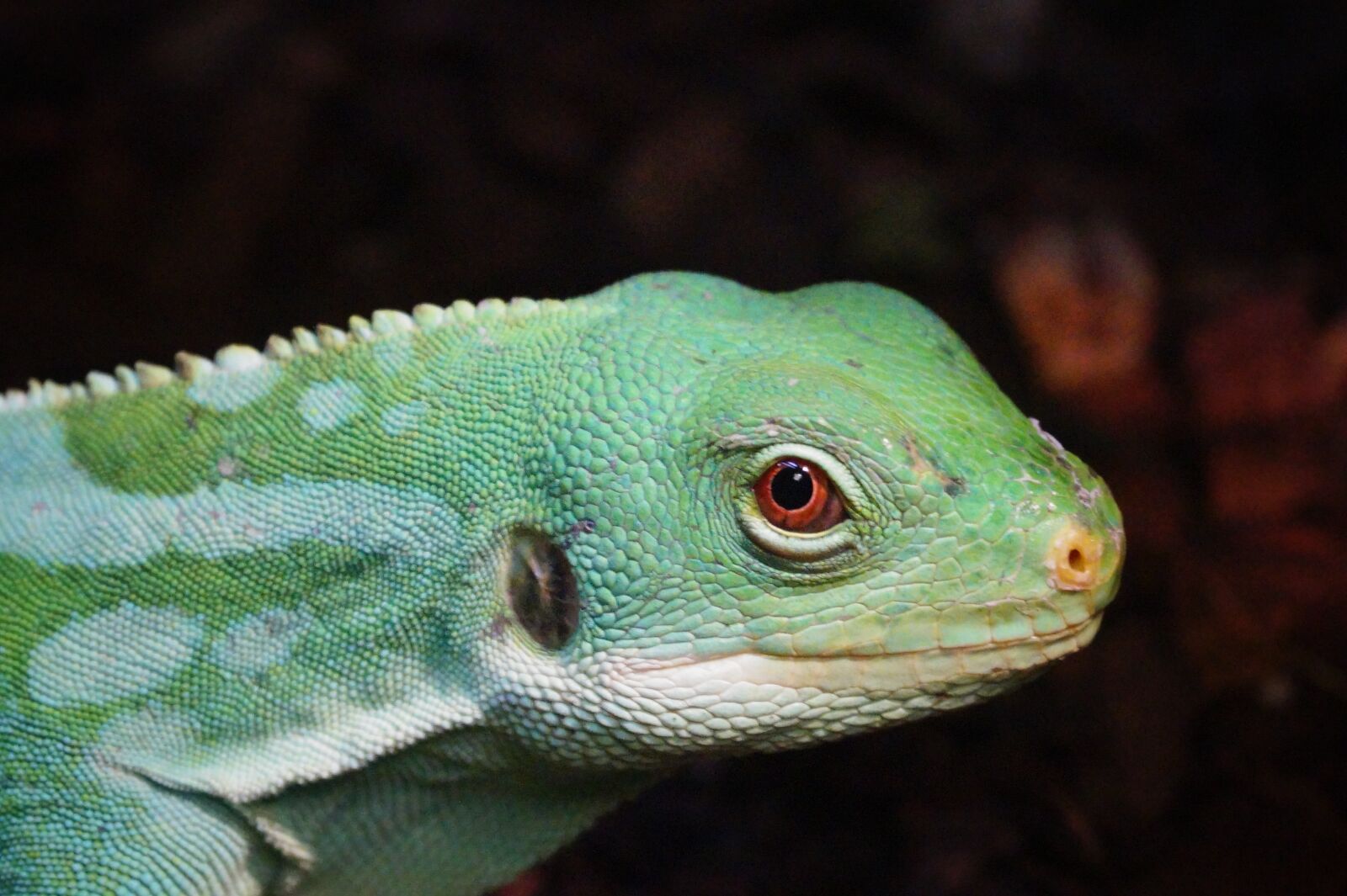 Sony DT 18-55mm F3.5-5.6 SAM II sample photo. Reptiles, terrarium, zoo photography