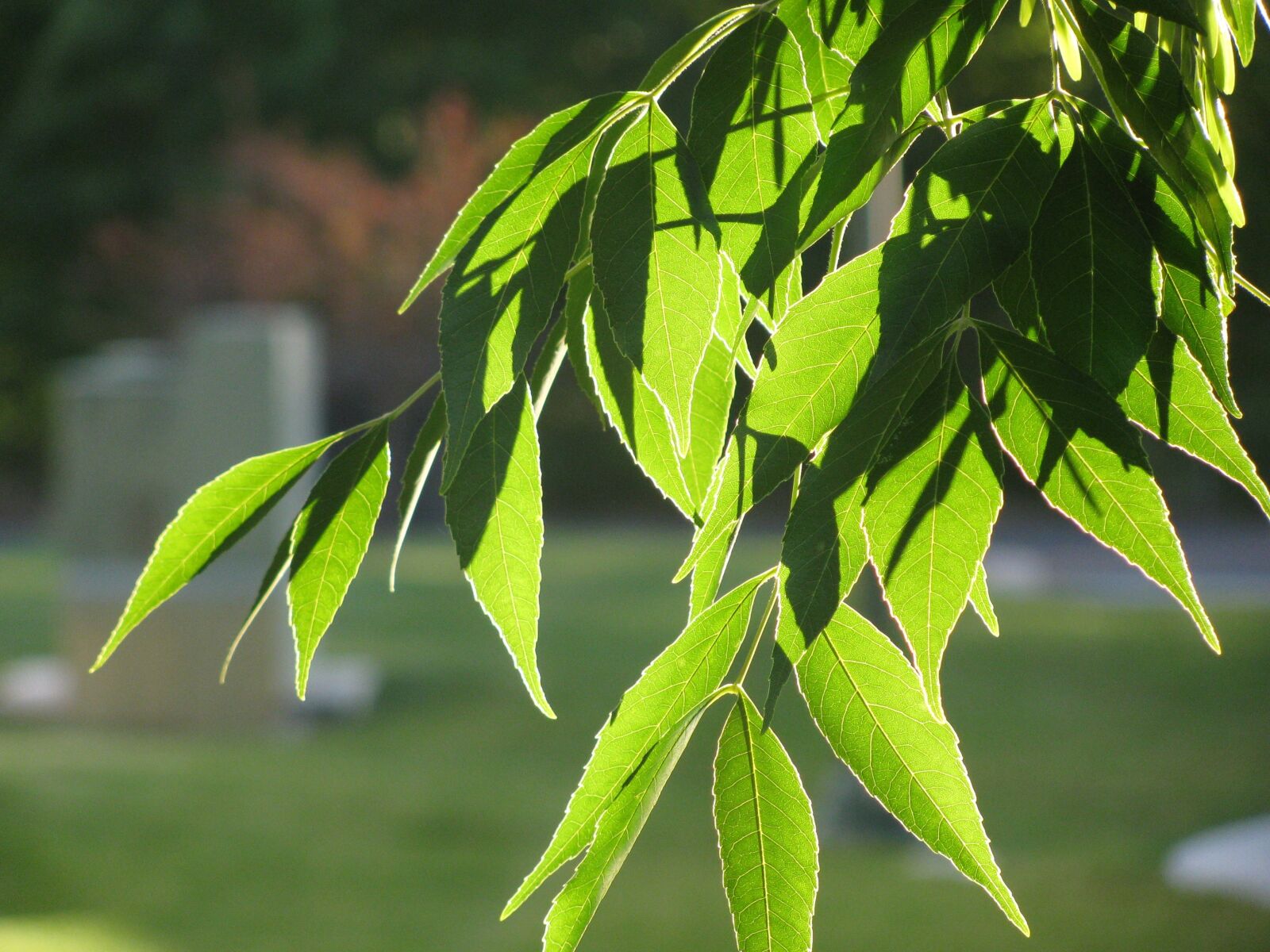 Canon PowerShot SX110 IS sample photo. Green, nature, summer photography