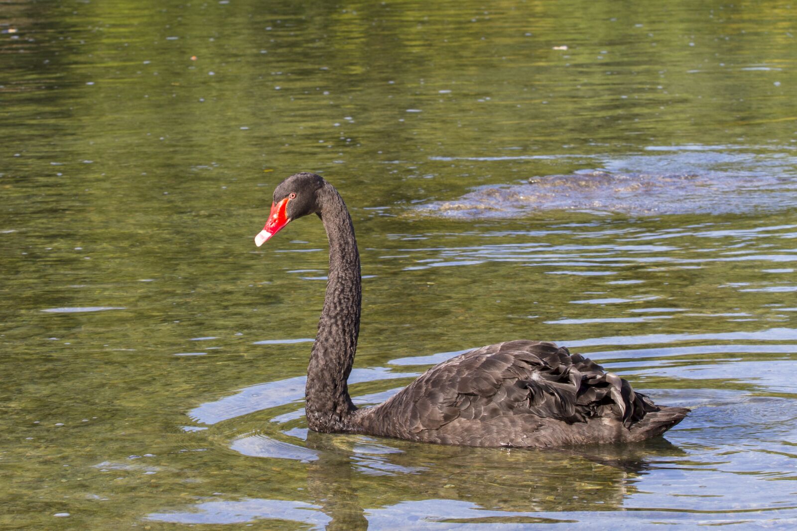 Canon EOS 7D + Canon EF 70-200mm F4L USM sample photo. Black swan, mourning swan photography