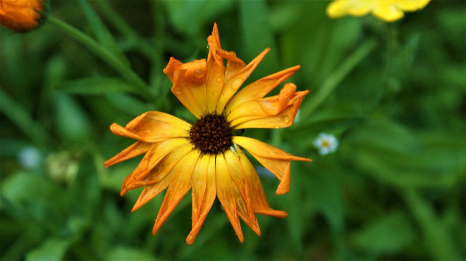 Sony Alpha DSLR-A350 sample photo. Autumn, flower, wither photography