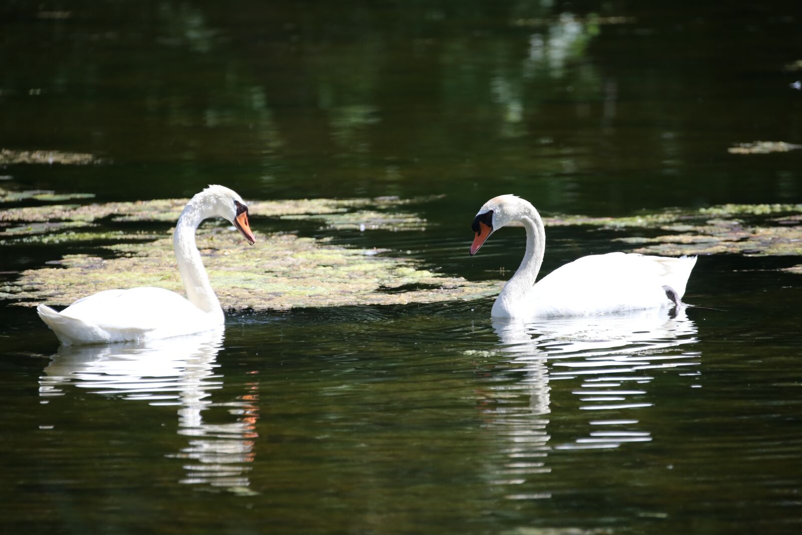 Canon EOS 6D + Canon EF 100-400mm F4.5-5.6L IS II USM sample photo. Swan, couple, love photography