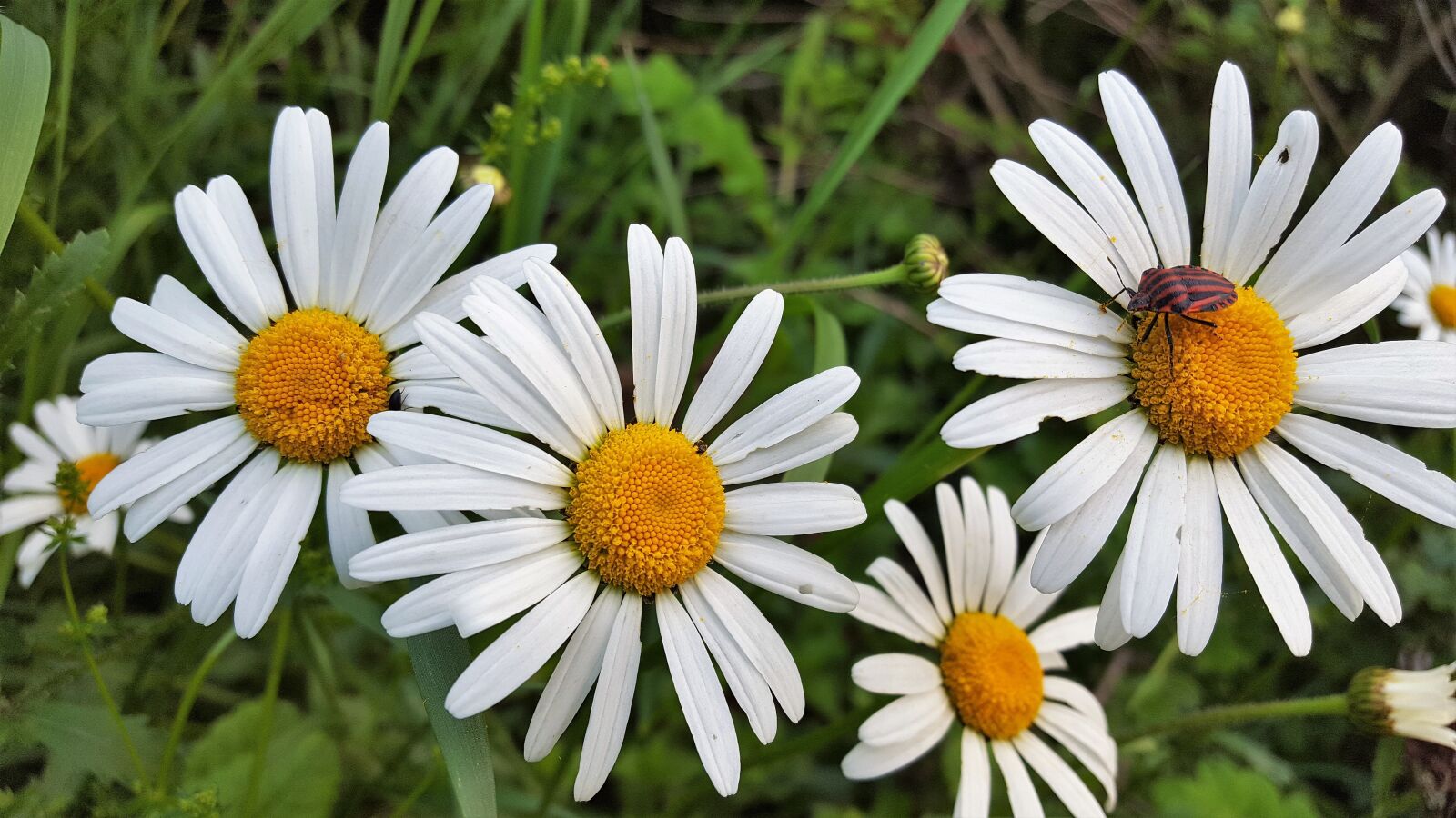 Samsung Galaxy S6 sample photo. Marguerite, flowers, flower photography