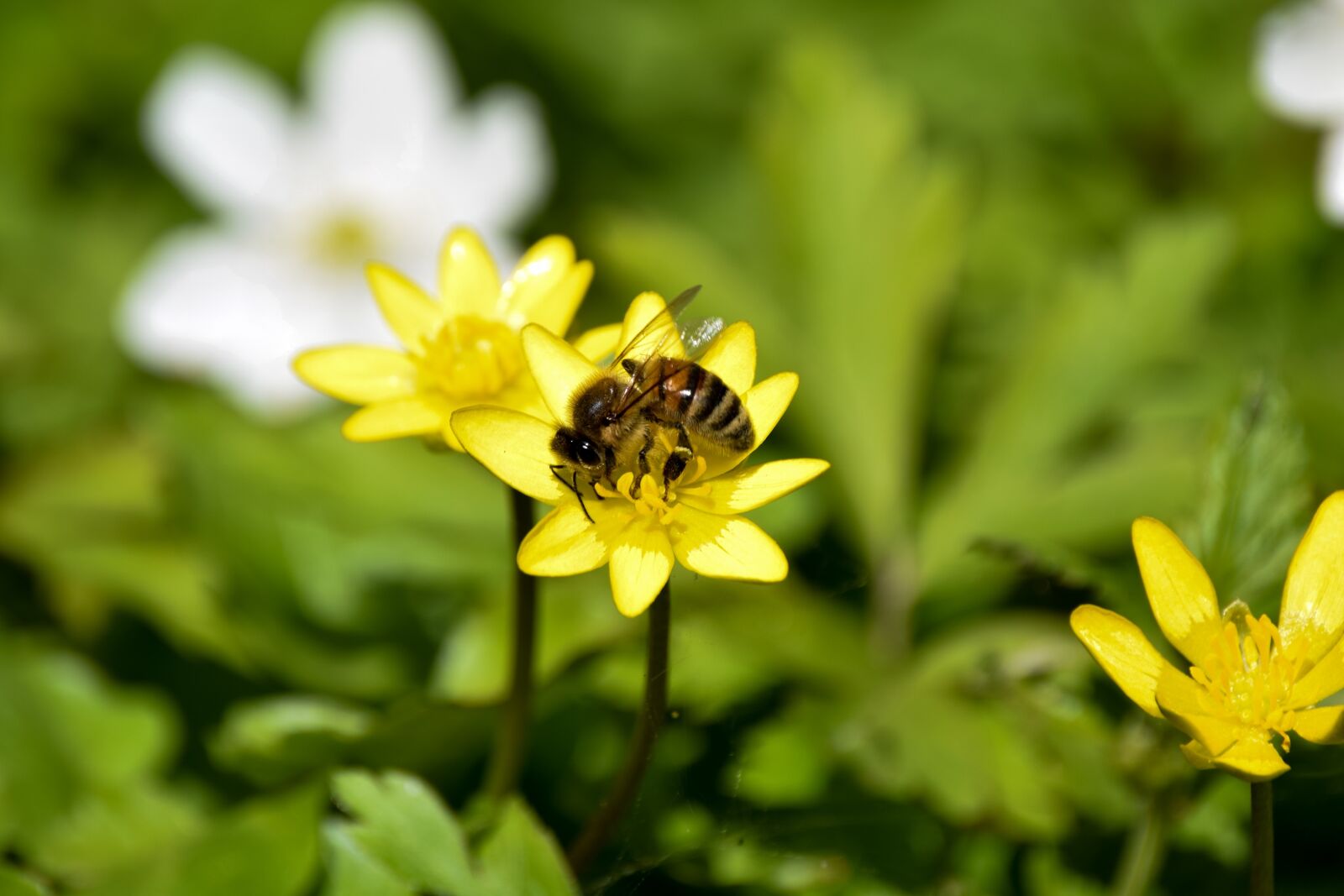 Nikon D3300 sample photo. Bee, yellow, spring photography