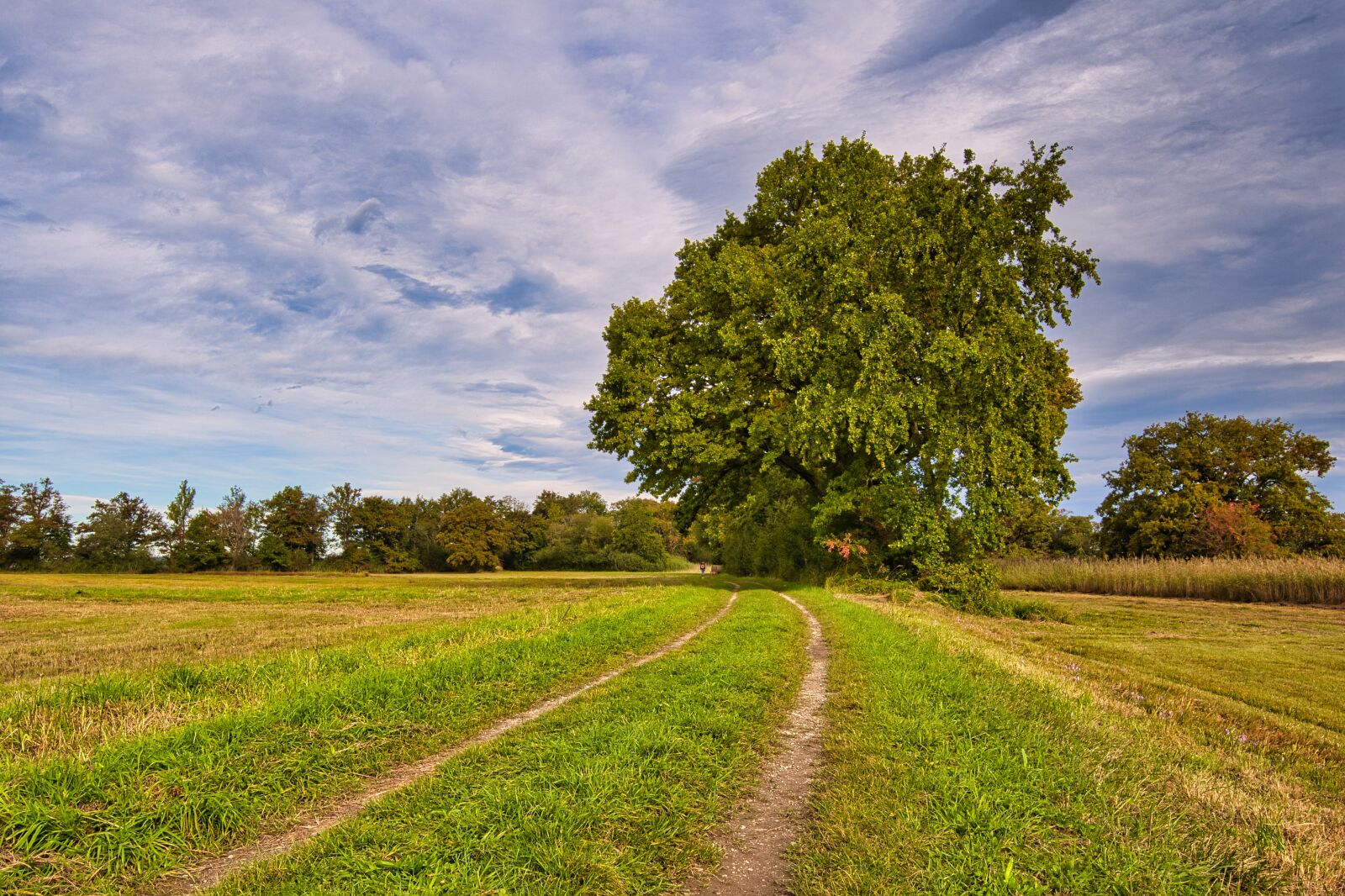 Nikon D7500 sample photo. Nature, field, trail photography