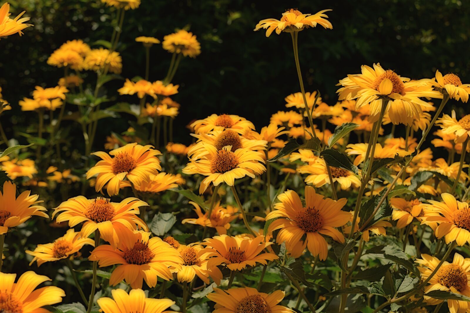 Nikon D7200 sample photo. Flowers, yellow, blossom photography