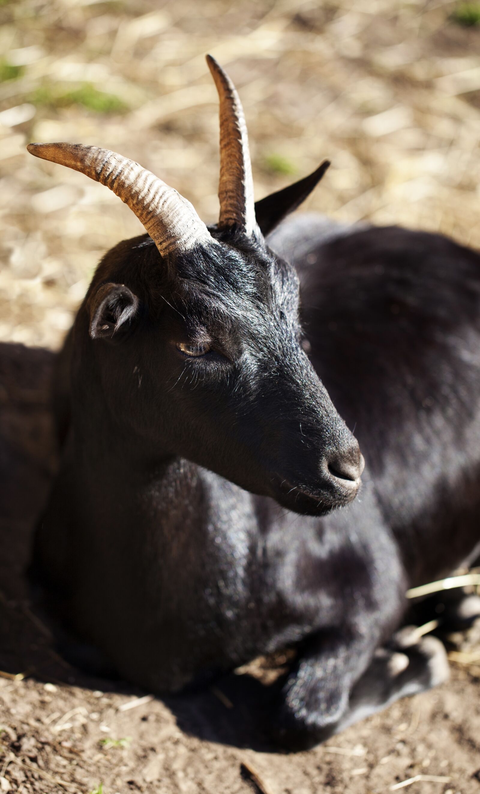 Canon EOS 5D Mark II sample photo. Black leather, pet, horns photography