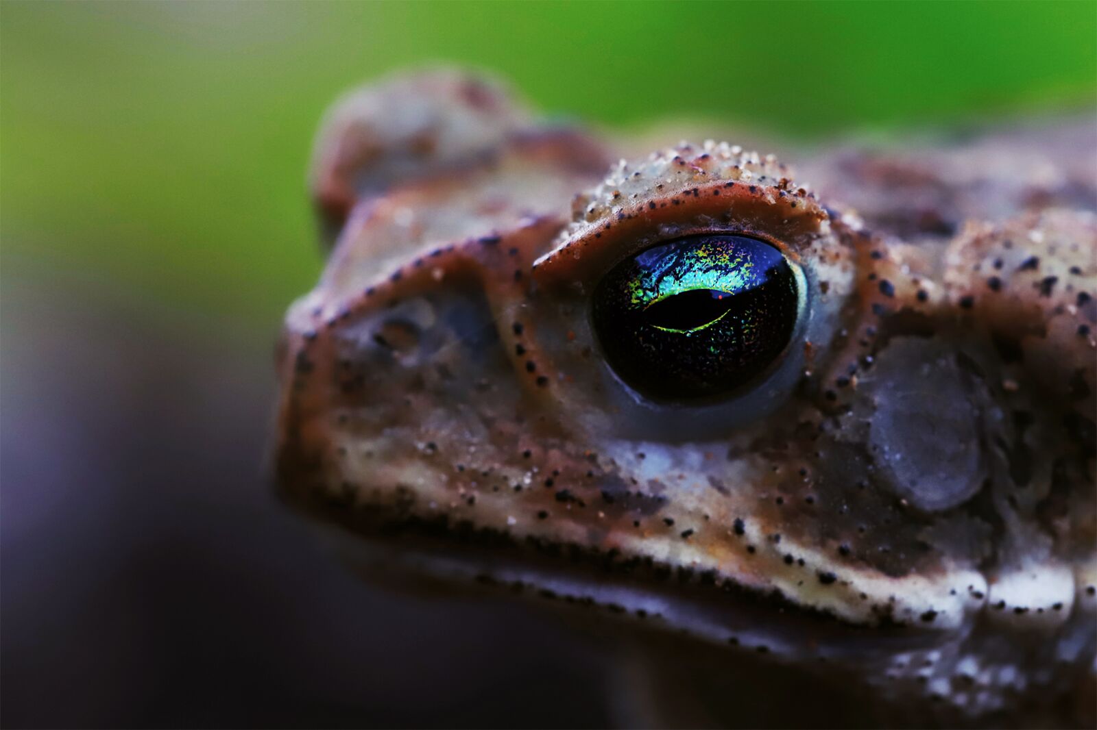 Canon EOS 6D Mark II + Canon EF 100mm F2.8L Macro IS USM sample photo. Frog, animal, nature photography