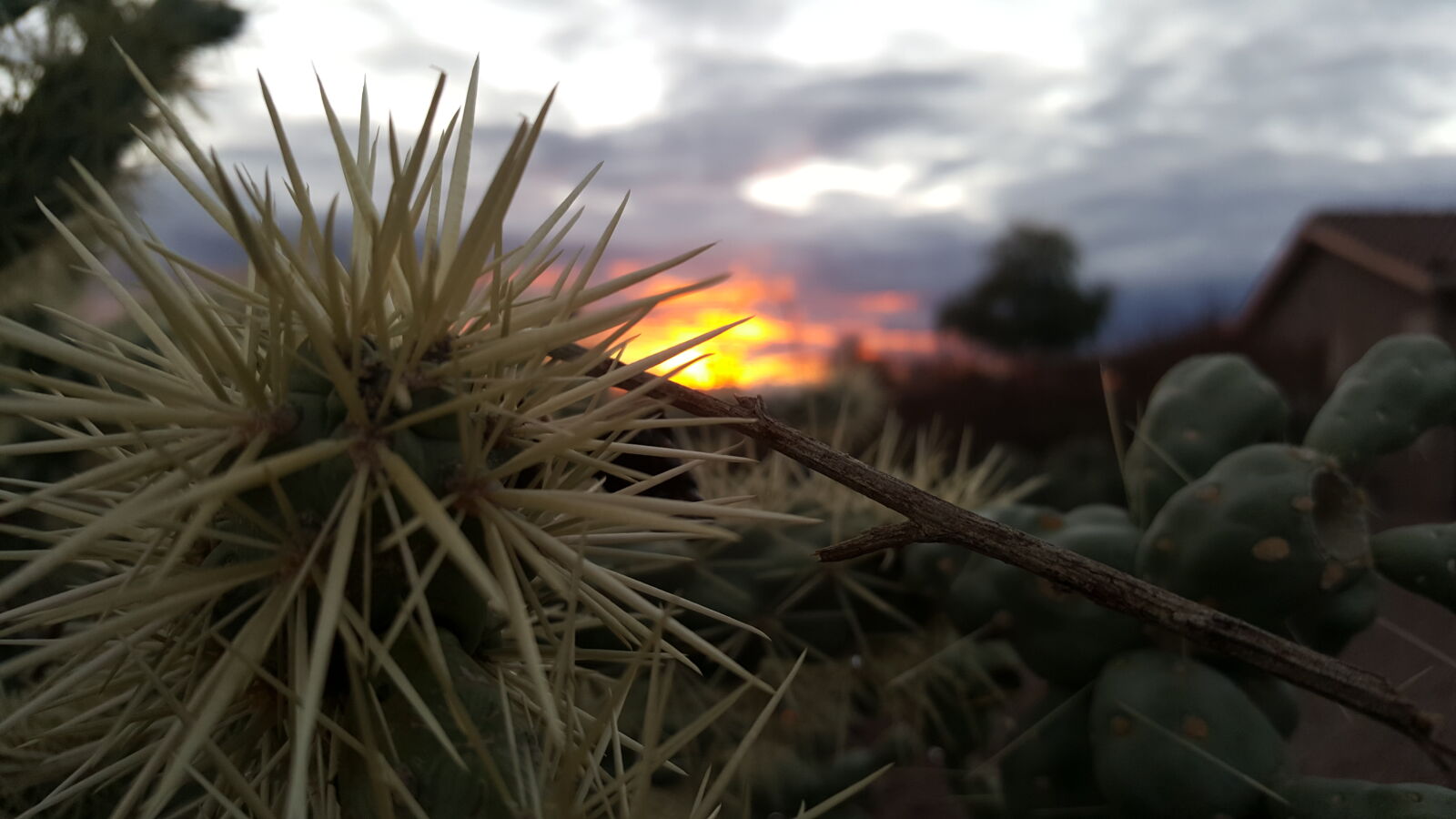 Samsung Galaxy S6 sample photo. Arizona, cactus, close, up photography
