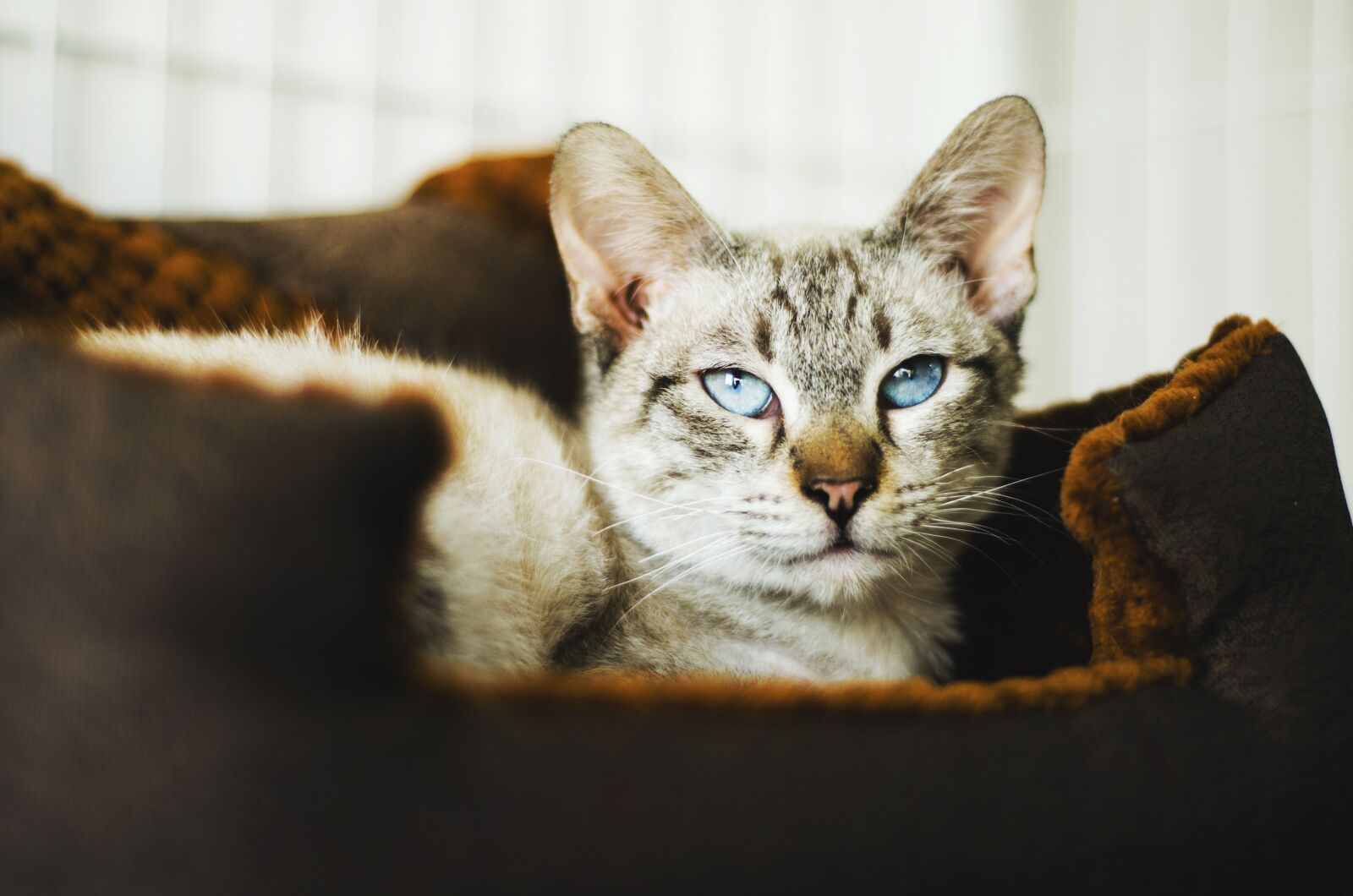 Nikon D7000 sample photo. Cat, cute, animal photography